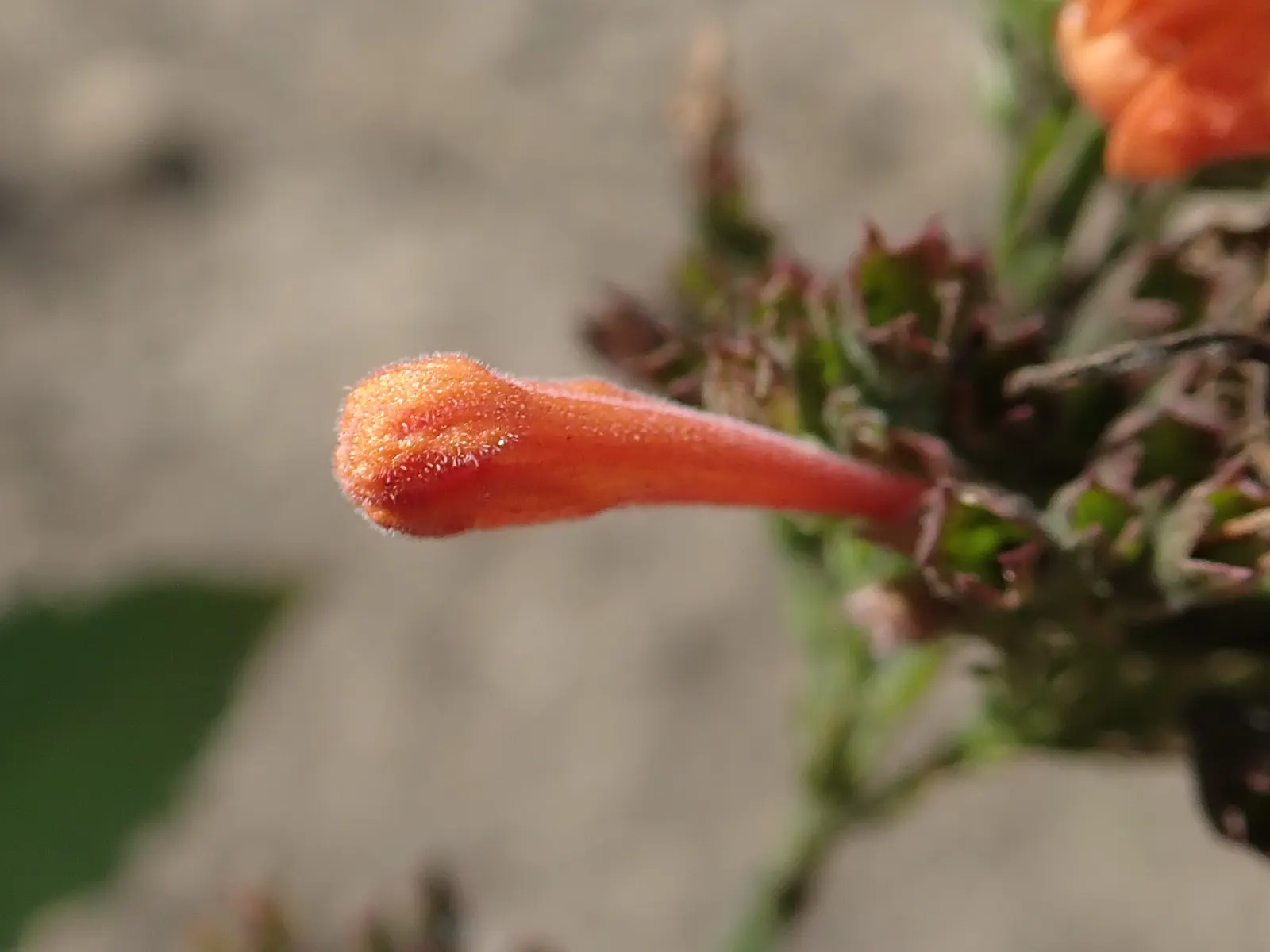 Kudos Mandarin Dwarf Hummingbird Mi (Agastache 'Kudos Mandarin') — is an herbaceous perennial that offers an array of aesthetic and ecological benefits