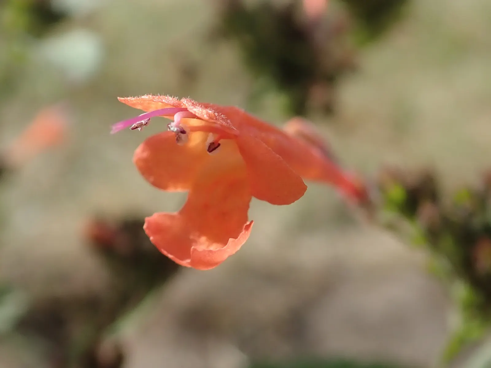 Kudos Mandarin Dwarf Hummingbird Mi (Agastache 'Kudos Mandarin') — Its aromatic foliage adds a delightful fragrance to the garden, enhancing sensory appeal