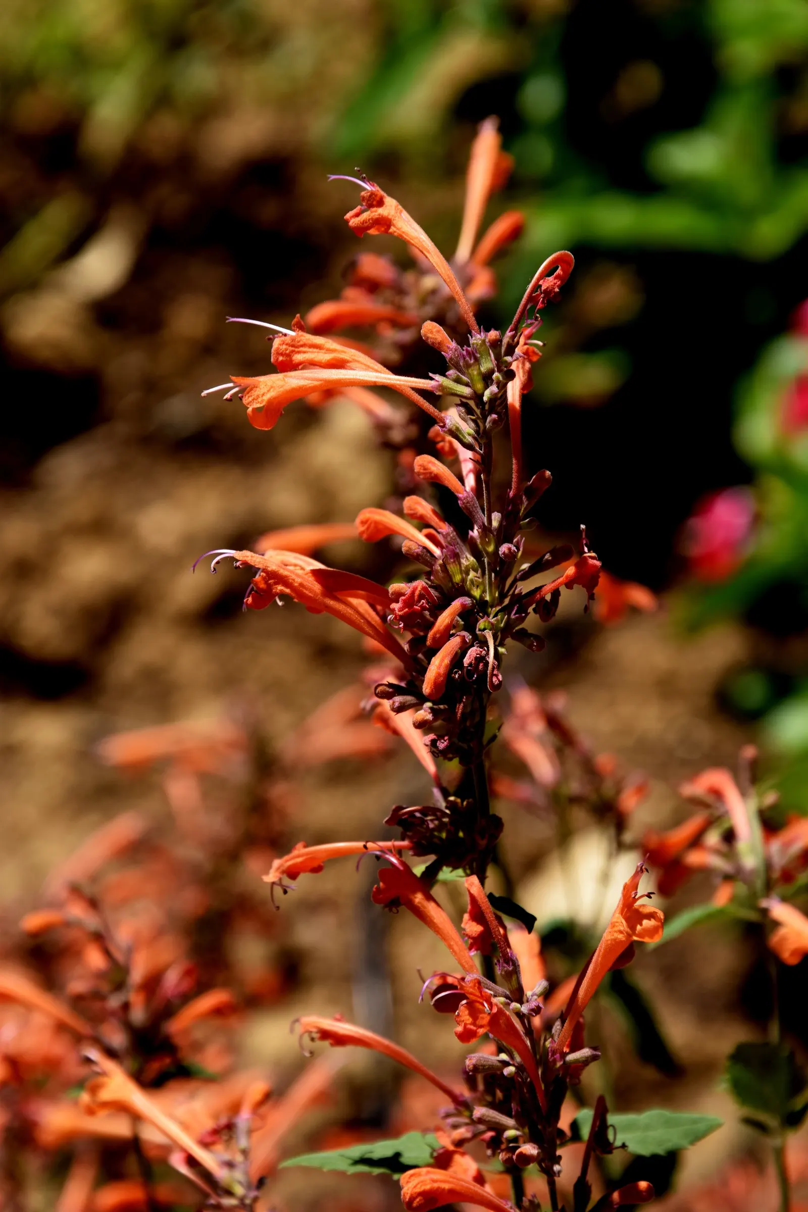 Kudos Mandarin Dwarf Hummingbird Mi (Agastache 'Kudos Mandarin') — The Agastache 'Kudos Mandarin' is a vibrant, compact perennial, reaching 18-24 inches tall