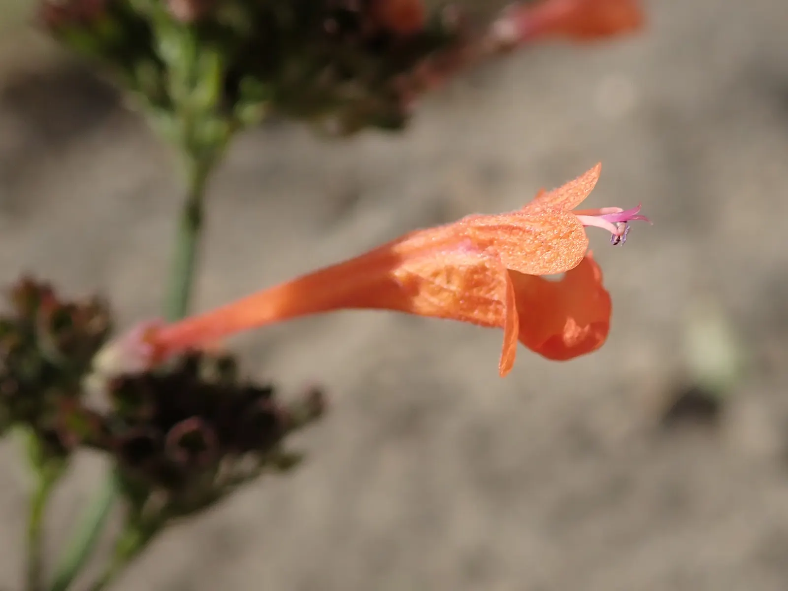 Kudos Mandarin Dwarf Hummingbird Mi (Agastache 'Kudos Mandarin') — This drought-tolerant and low-maintenance plant thrives in full sun and well-drained soil