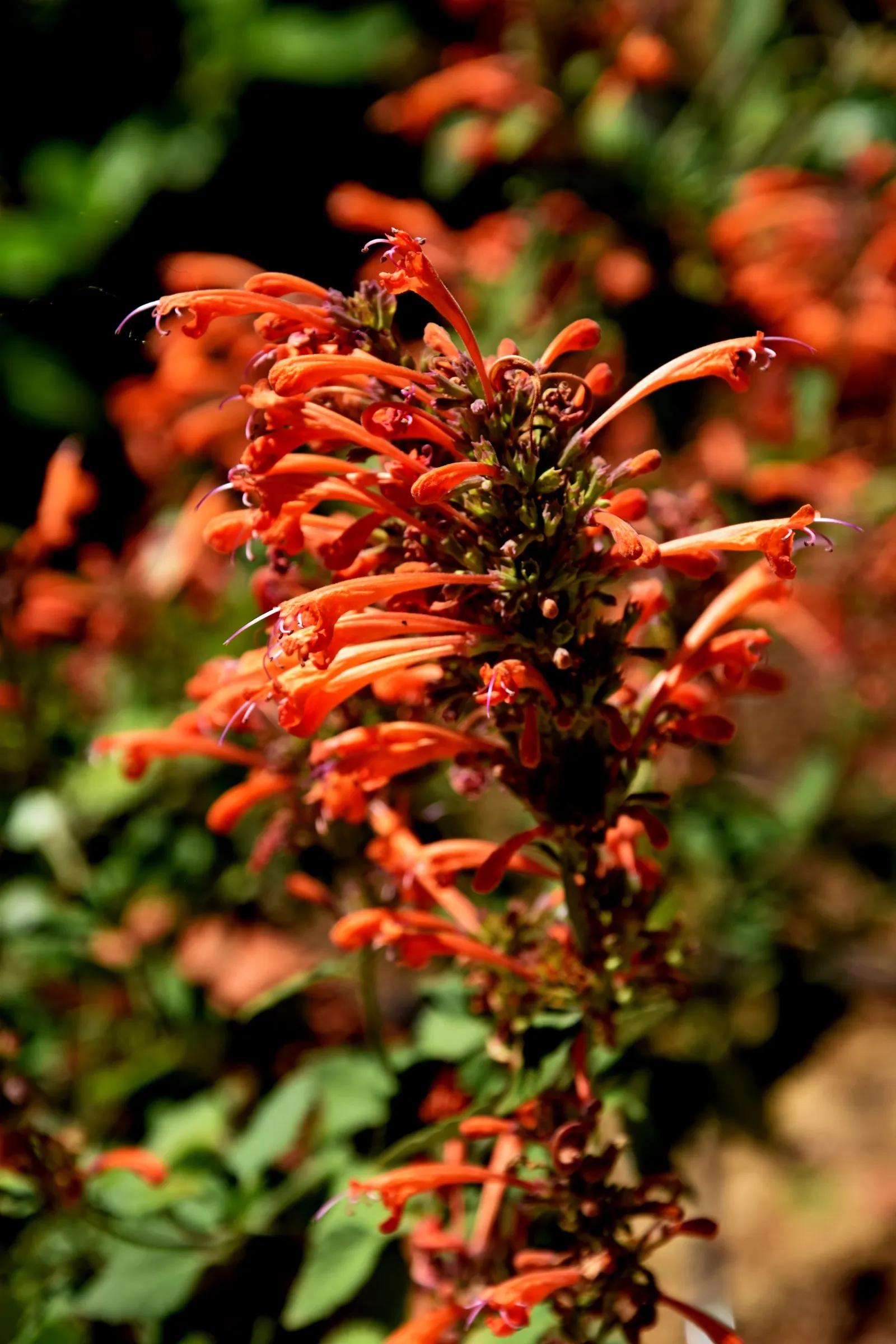 Kudos Mandarin Dwarf Hummingbird Mi (Agastache 'Kudos Mandarin') — making it ideal for xeriscaping