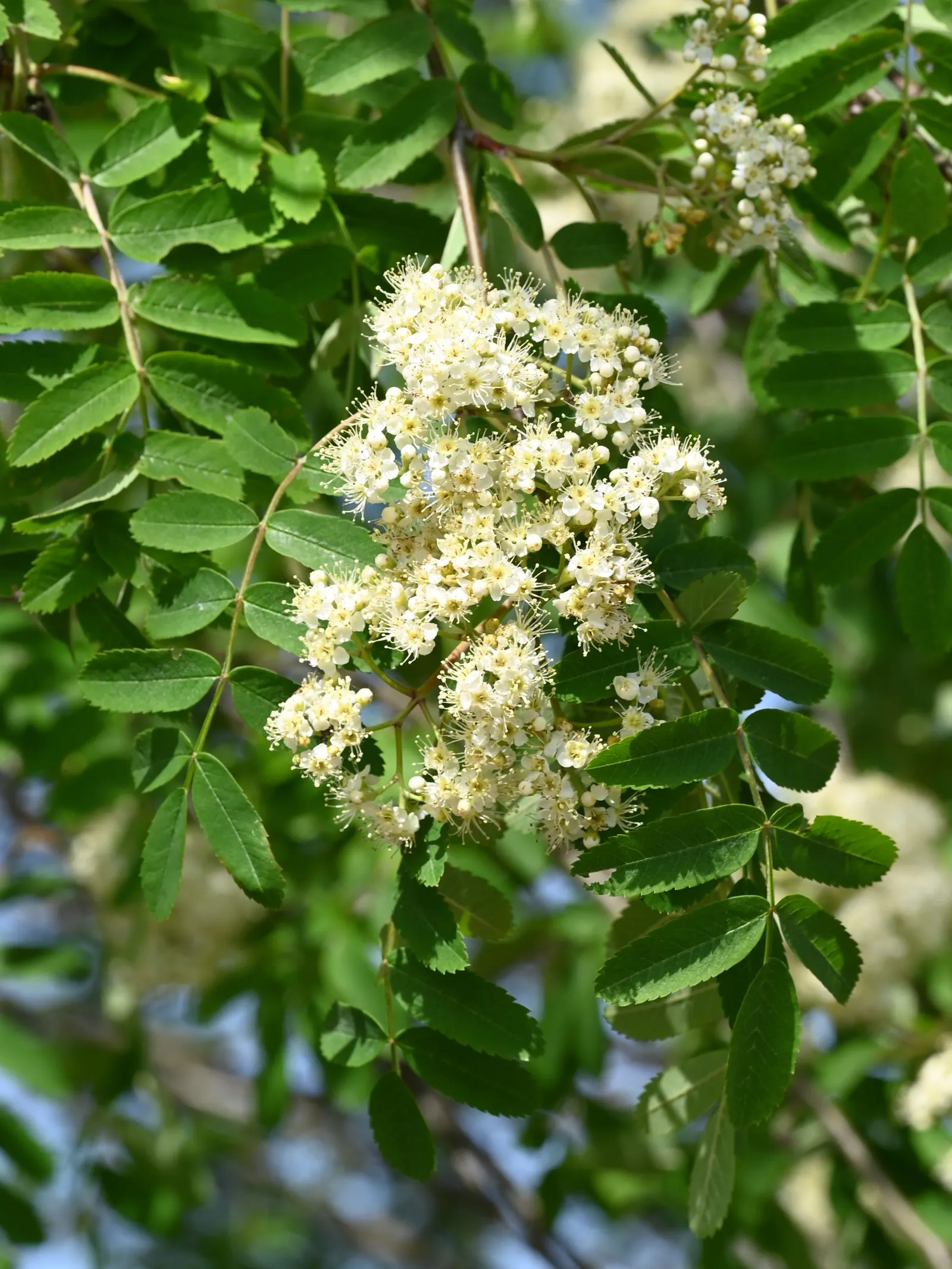 European Mountain Ash (Sorbus Aucuparia) — each approximately 6 inches across; this deciduous tree typically matures to a height of 20 to 40 feet, image 70