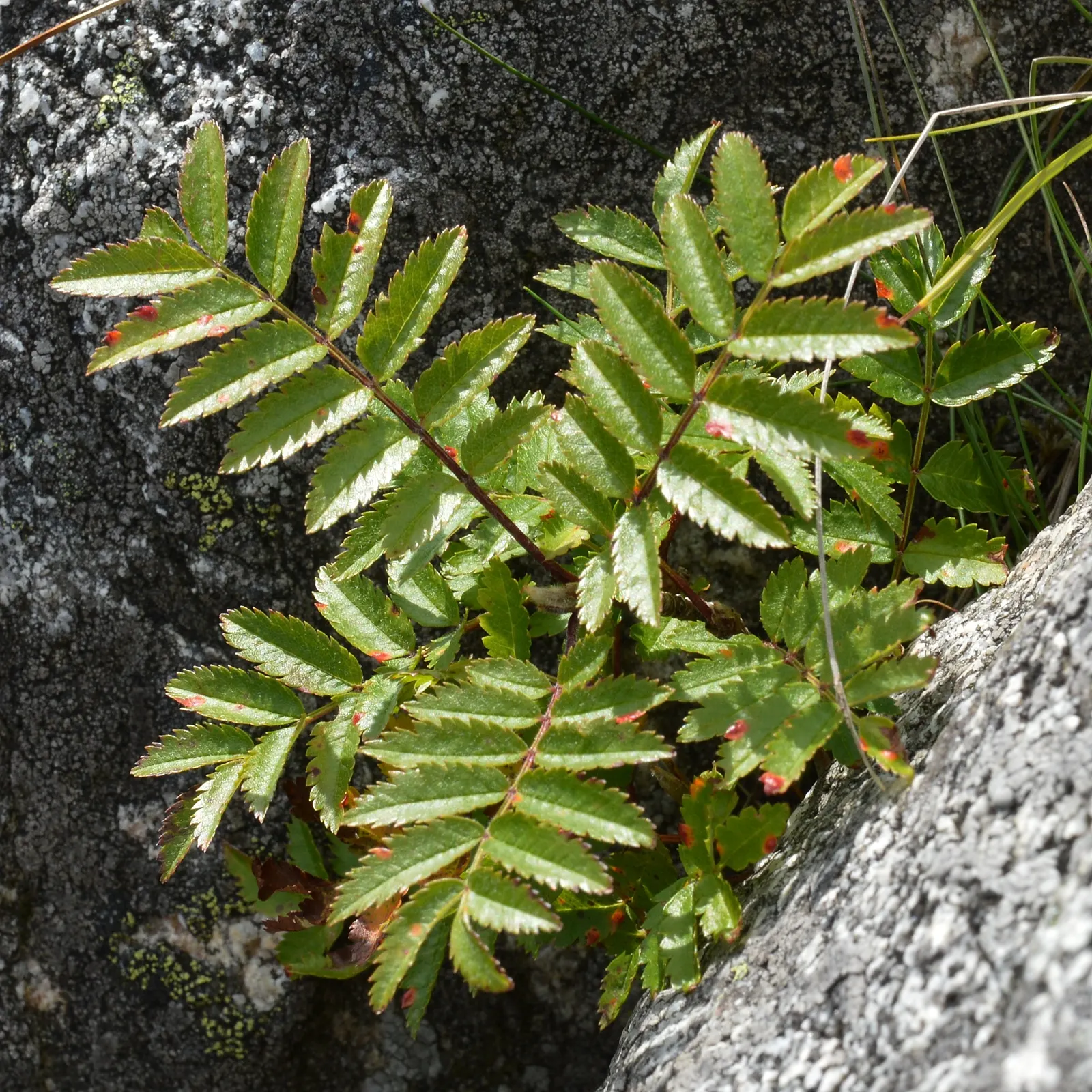 European Mountain Ash (Sorbus Aucuparia) — which persist into winter; the Mountain Ash announces the season's arrival with abundant clusters of, image 56