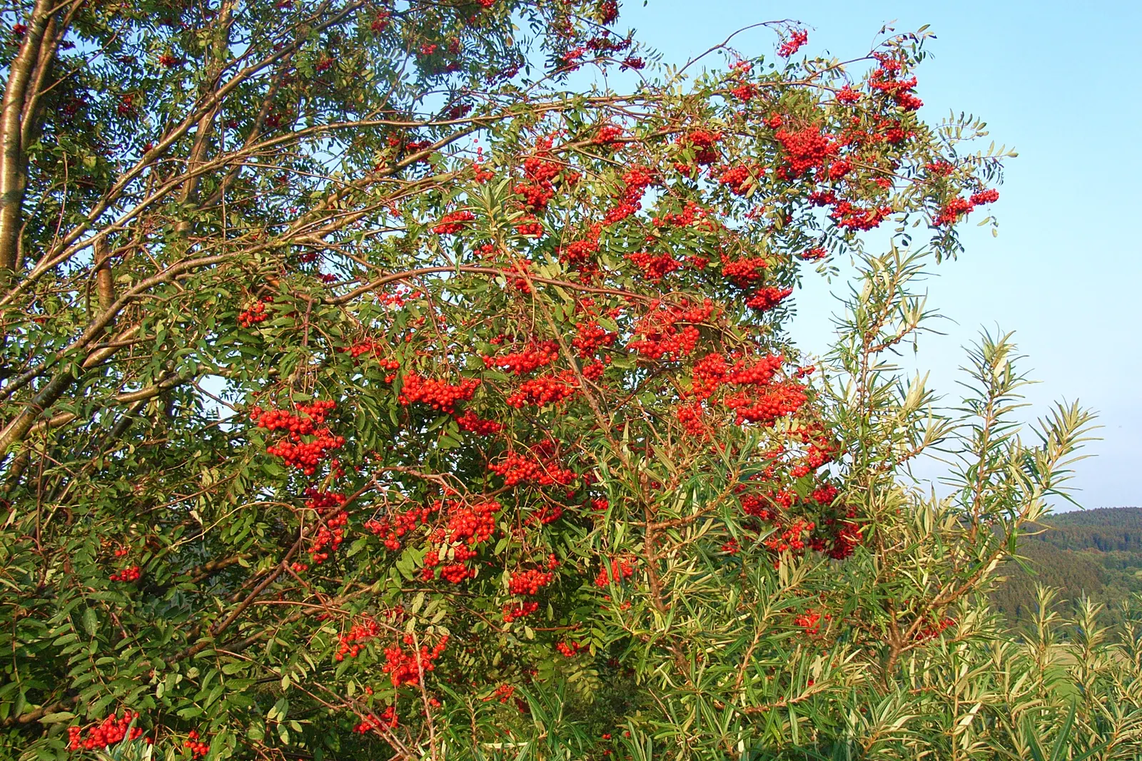 European Mountain Ash (Sorbus Aucuparia) — the tree produces vivid red berries in dense clusters