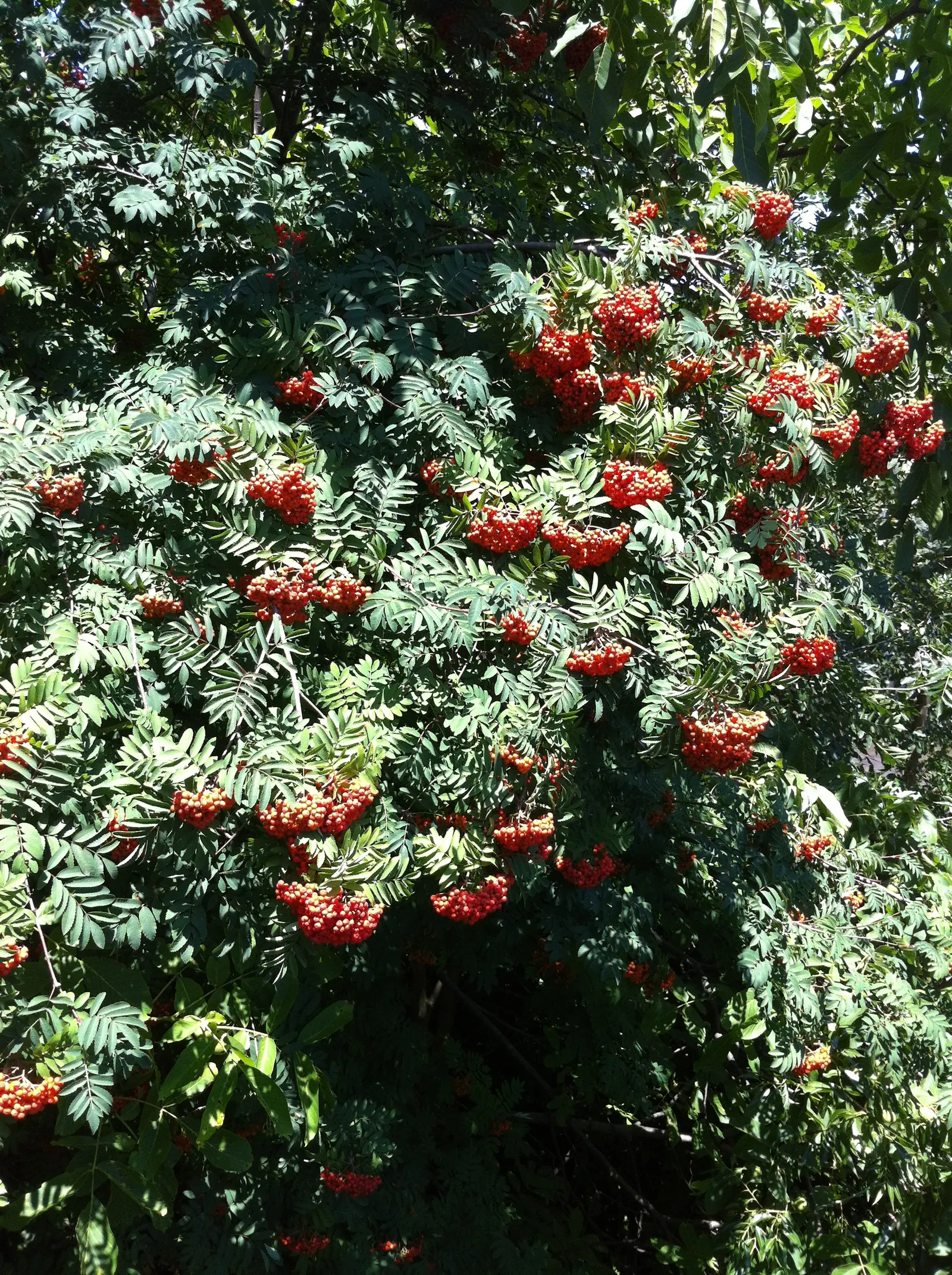 European Mountain Ash (Sorbus Aucuparia) — Its compound leaves turn golden in fall; elegant aesthetic but are also a magnet for pollinators, image 122