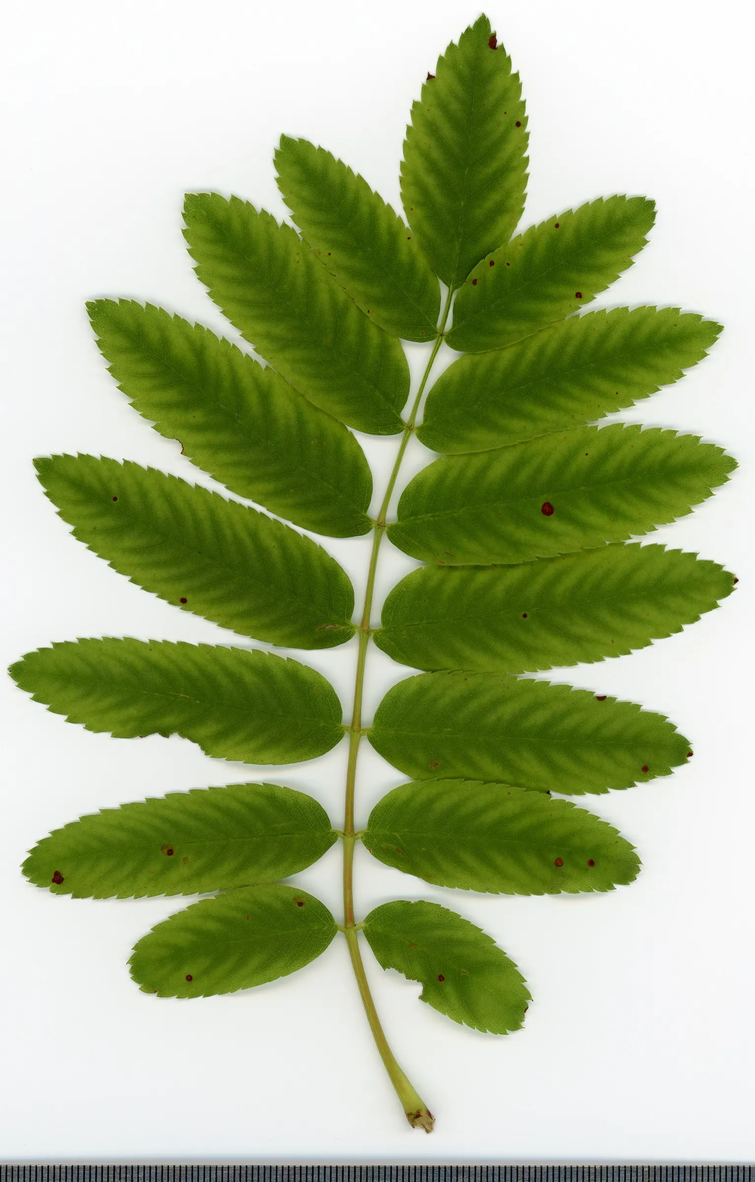European Mountain Ash (Sorbus Aucuparia) — Its compound leaves turn golden in fall; elegant aesthetic but are also a magnet for pollinators, image 82