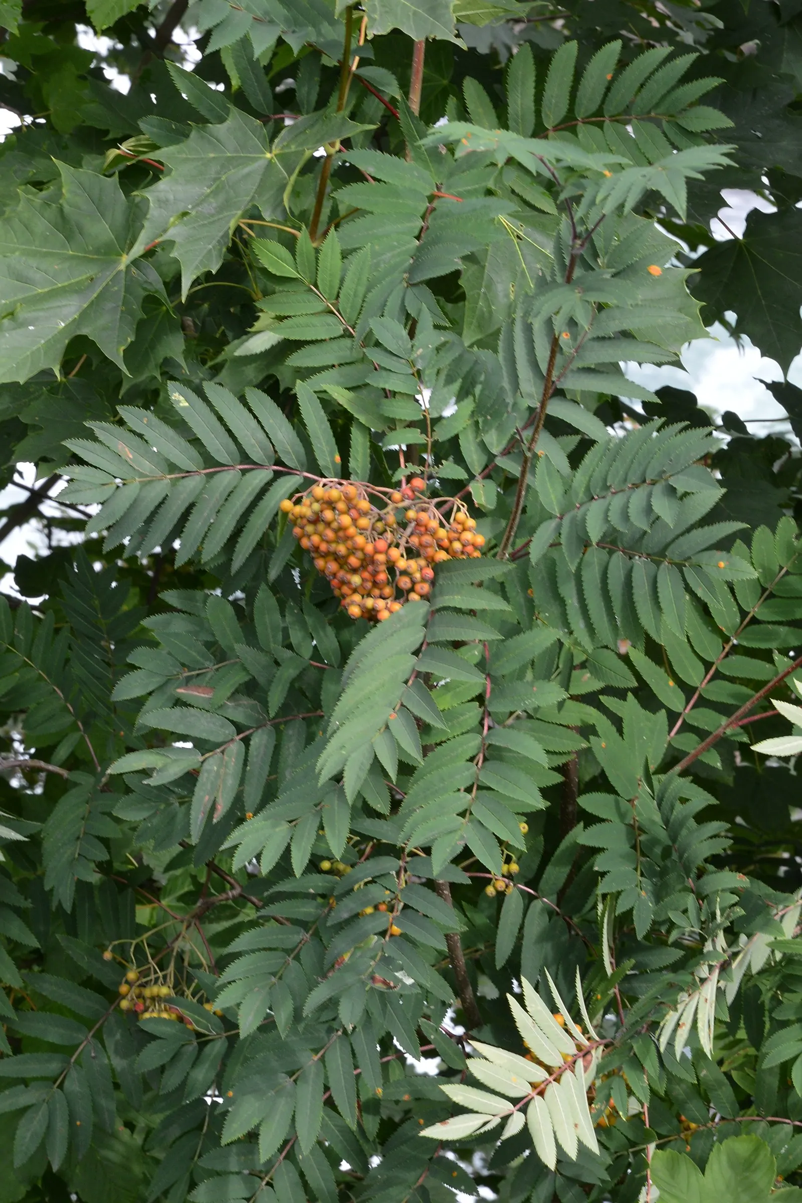 European Mountain Ash (Sorbus Aucuparia) — Its compound leaves turn golden in fall; elegant aesthetic but are also a magnet for pollinators, image 142