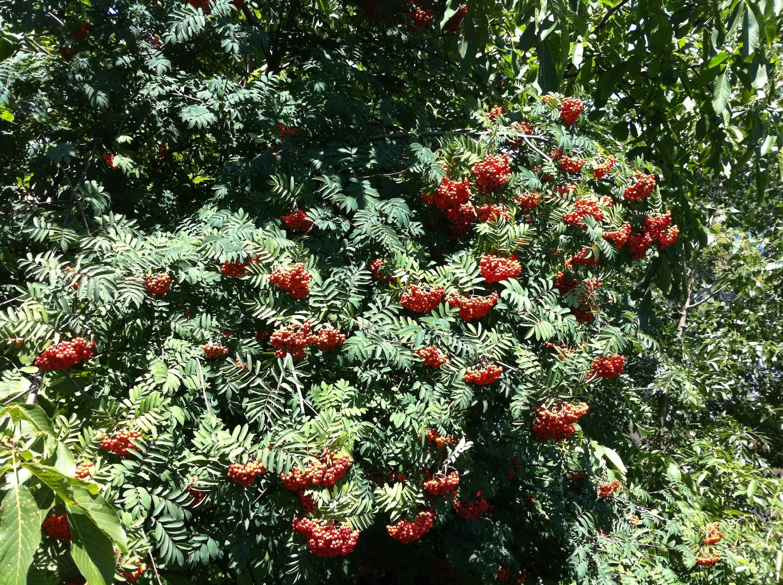European Mountain Ash (Sorbus Aucuparia) — This deciduous tree typically matures to a height of 20 to 40 feet with a spread of 15 to 25 feet, image 107