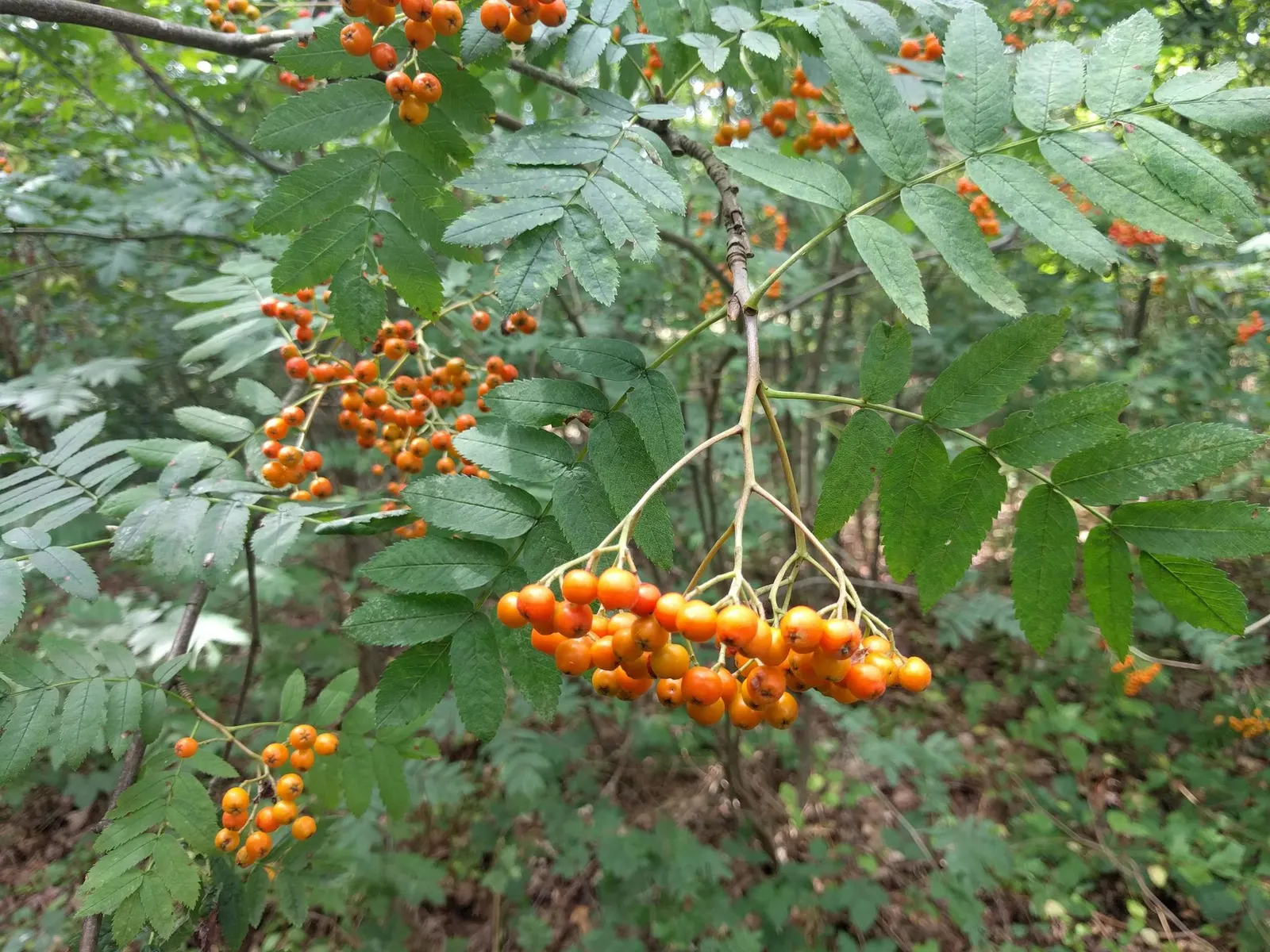 European Mountain Ash (Sorbus Aucuparia) — complementing clusters of bright orange-red berries that attract wildlife; white flowers in the garden, image 43