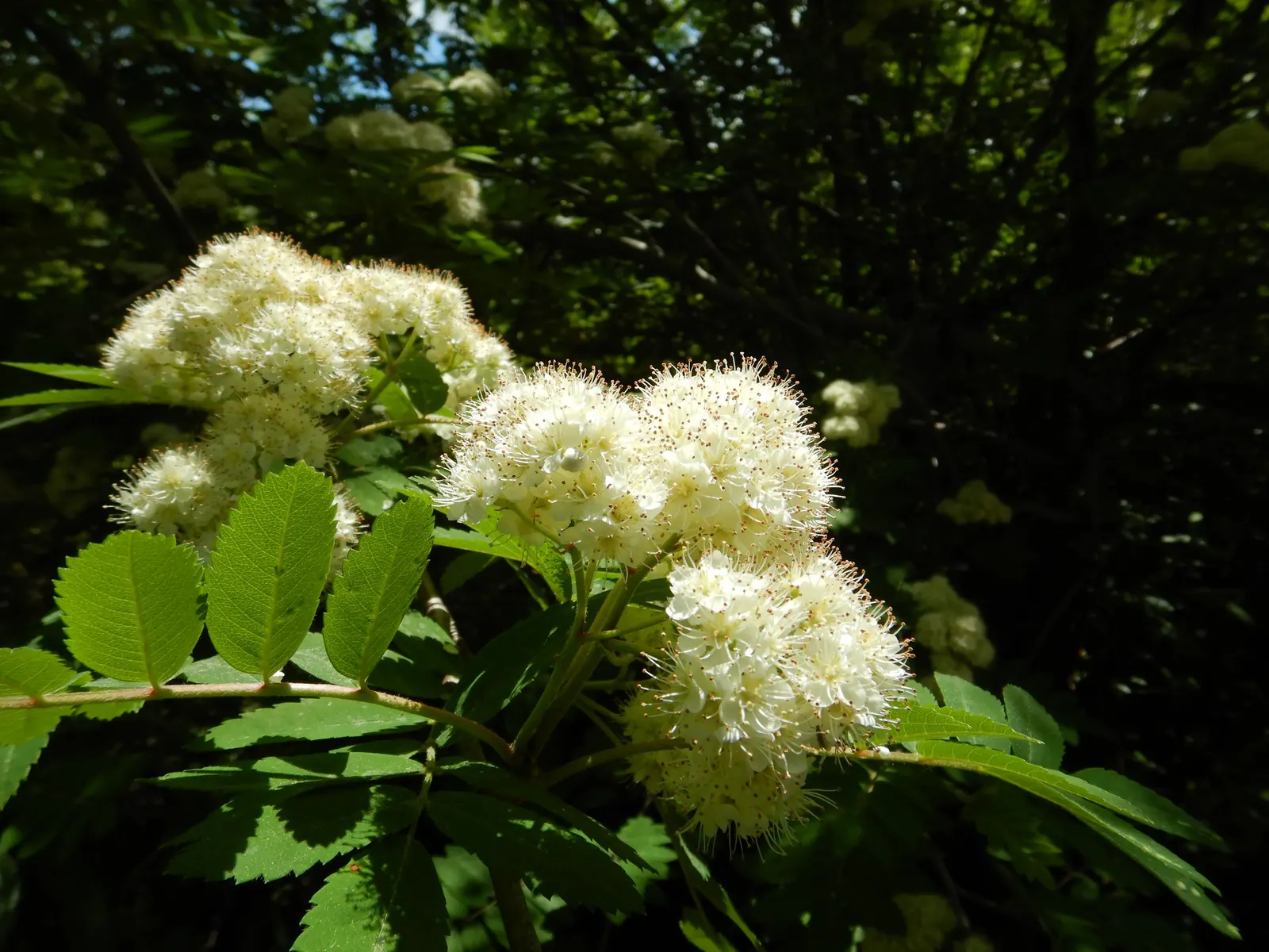 European Mountain Ash (Sorbus Aucuparia) — comprising numerous leaflets that create a fine