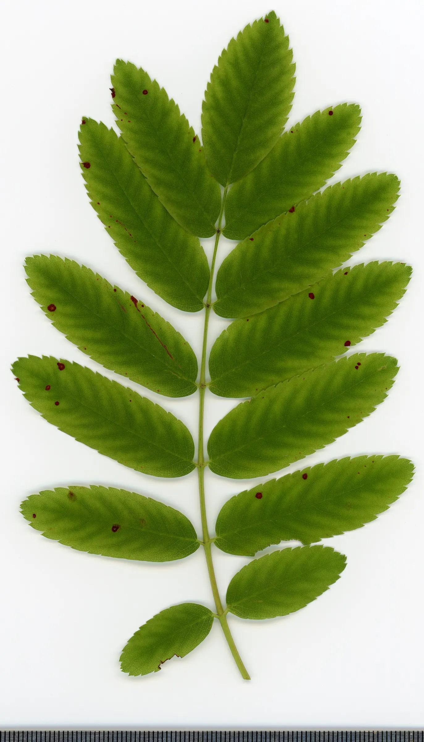 European Mountain Ash (Sorbus Aucuparia) — tree with white blooms; each approximately 6 inches across, image 99