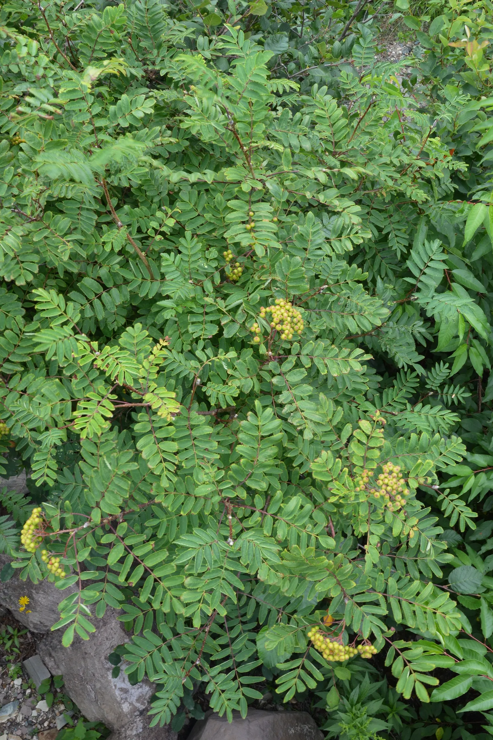 European Mountain Ash (Sorbus Aucuparia) — Its compound leaves turn golden in fall; elegant aesthetic but are also a magnet for pollinators, image 102