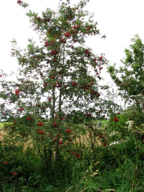 European Mountain Ash (Sorbus Aucuparia) — It tolerates a range of soil types, from acidic to neutral, and is relatively low maintenance once, image 37