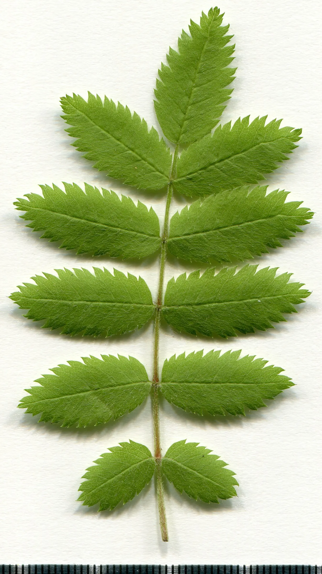 European Mountain Ash (Sorbus Aucuparia) — a trait highly coveted by designers for seasonal color; the tree produces vivid red berries in dense, image 54
