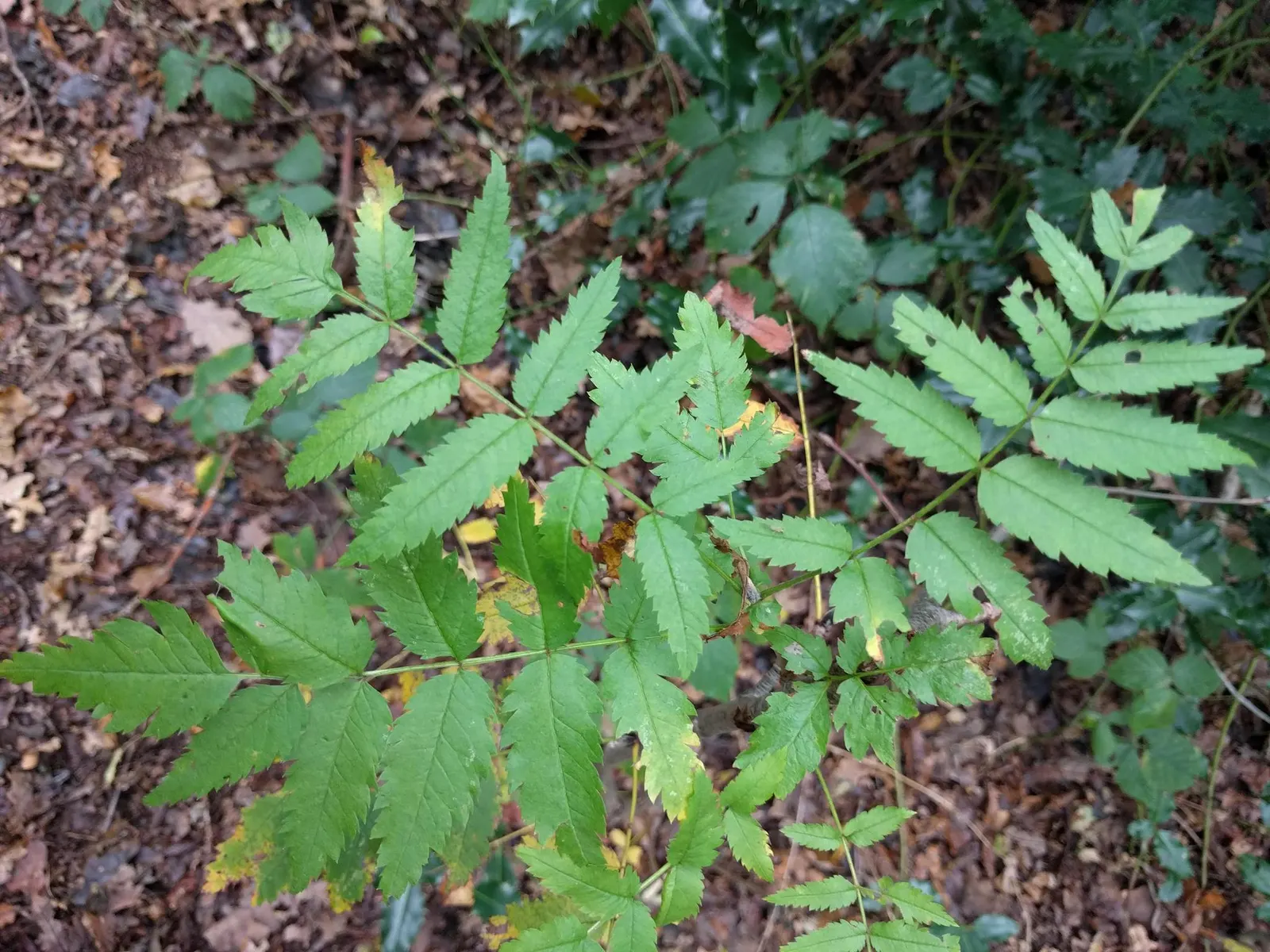 European Mountain Ash (Sorbus Aucuparia) — the tree produces vivid red berries in dense clusters; its compound leaves turn golden in fall, image 55