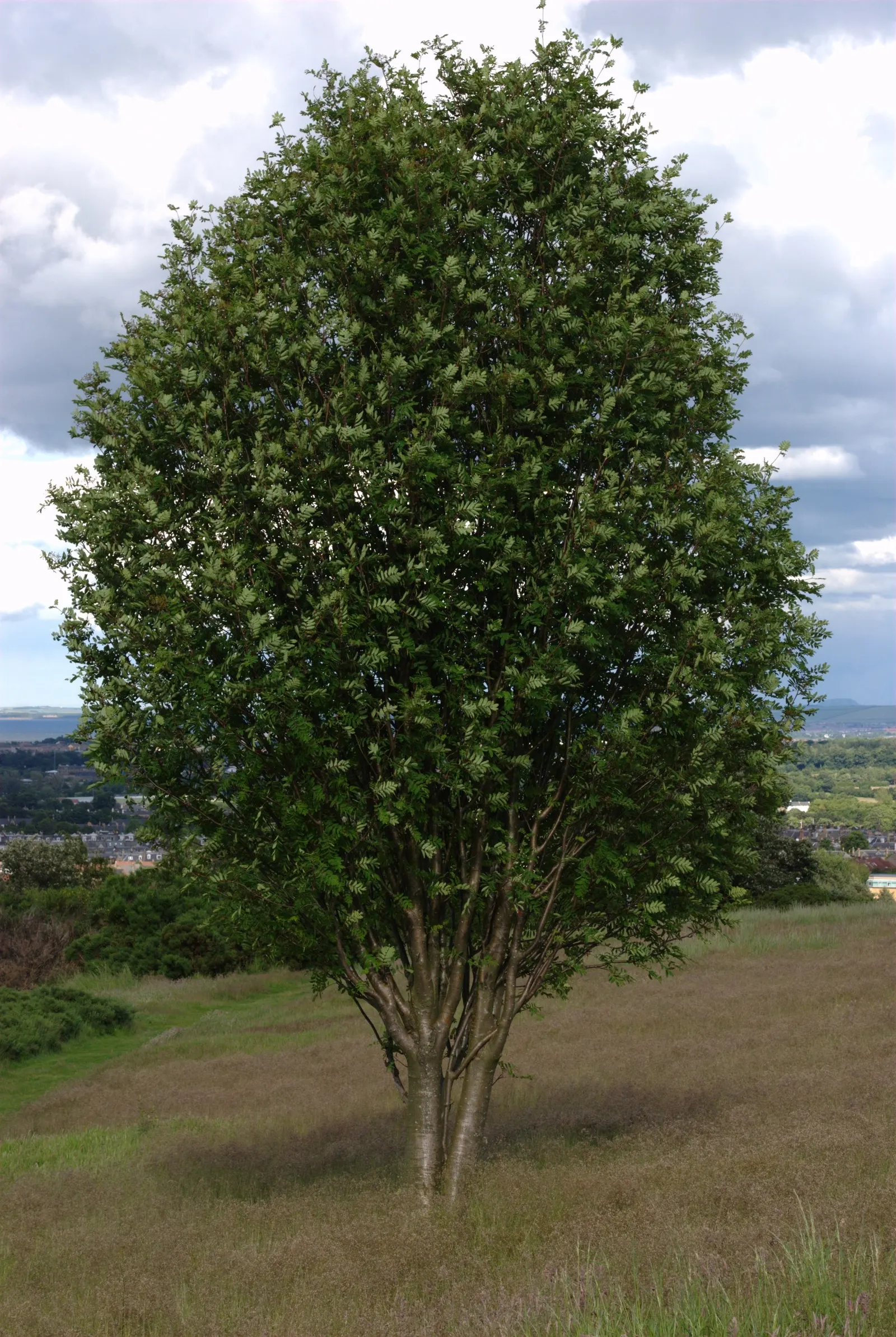 European Mountain Ash (Sorbus Aucuparia) — elegant aesthetic but are also a magnet for pollinators