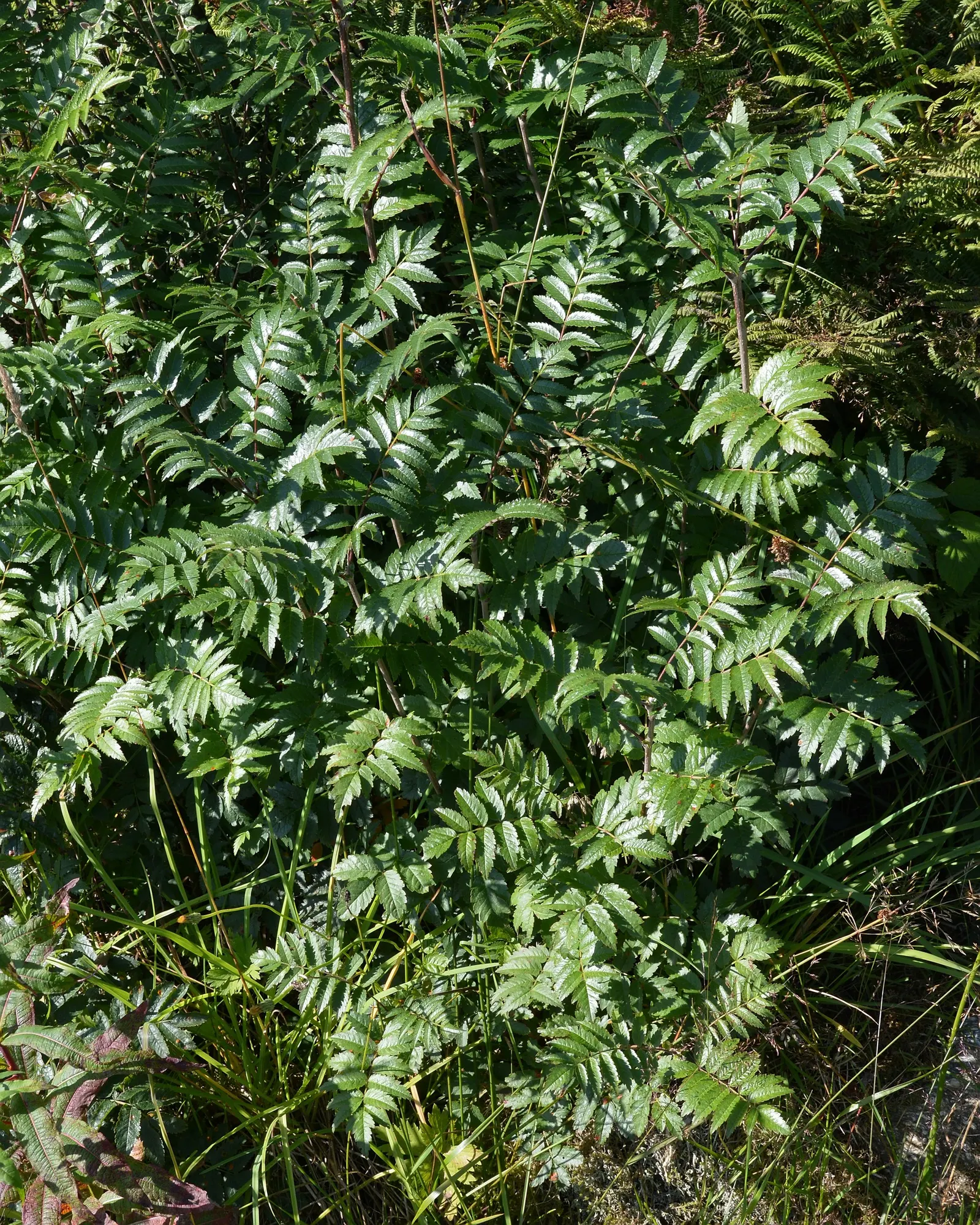 European Mountain Ash (Sorbus Aucuparia) — This deciduous tree typically matures to a height of 20 to 40 feet with a spread of 15 to 25 feet, image 67