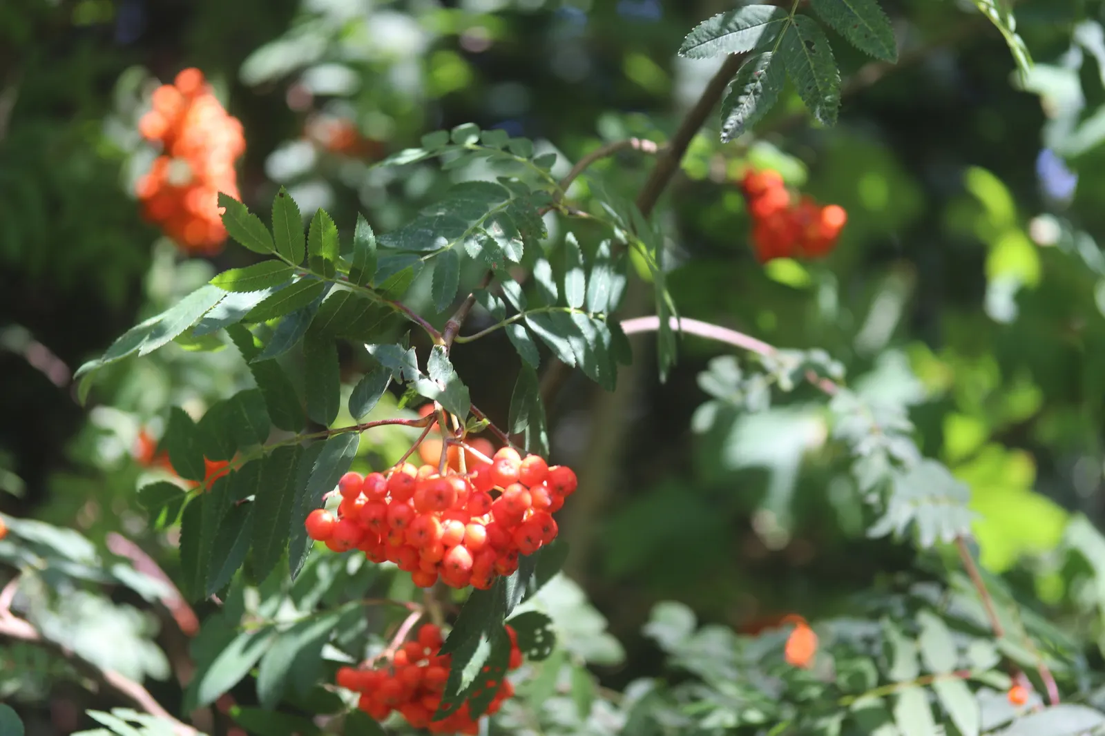 European Mountain Ash (Sorbus Aucuparia) — elegant aesthetic but are also a magnet for pollinators; a trait highly coveted by designers for seasonal color