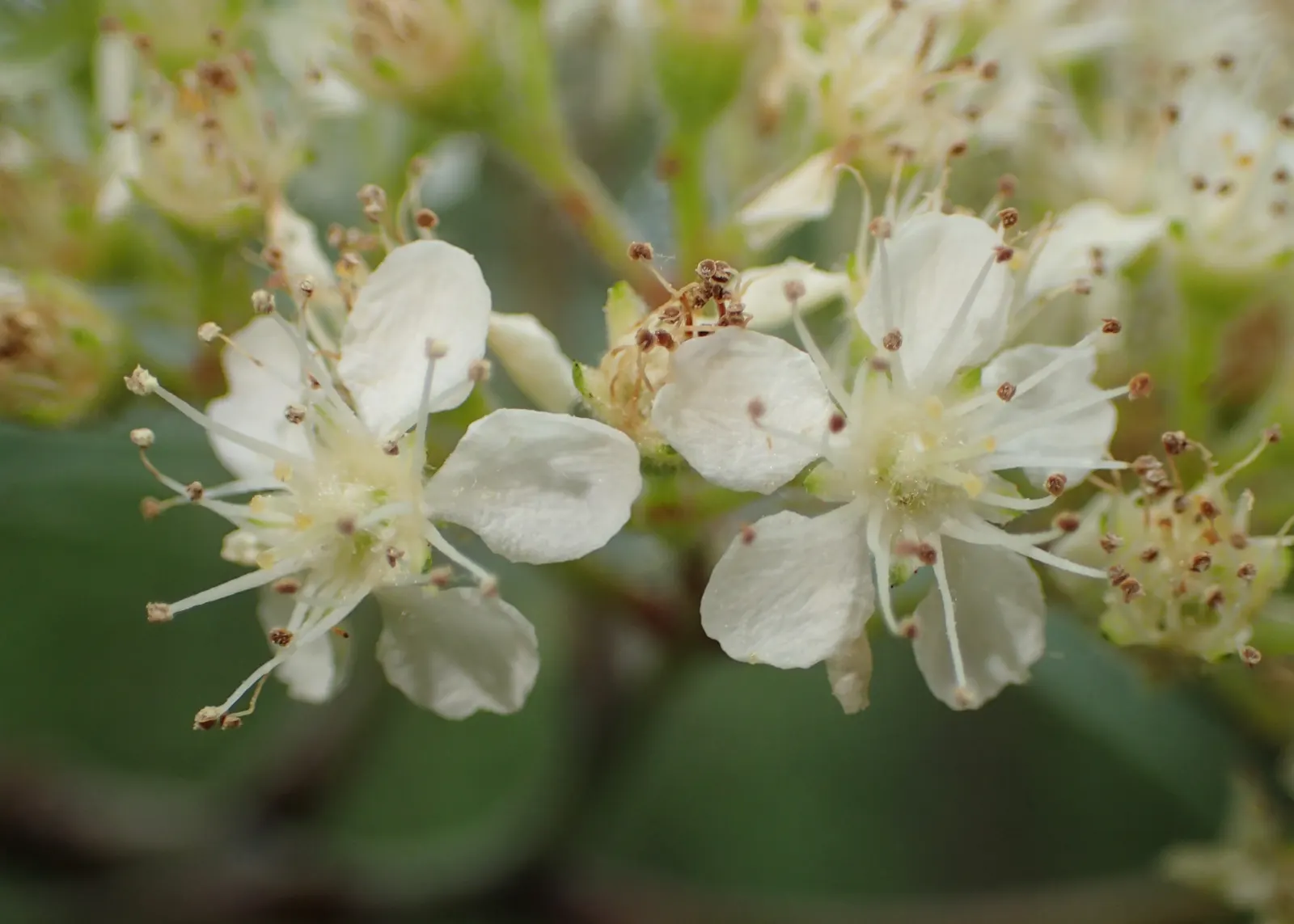 European Mountain Ash (Sorbus Aucuparia) — each approximately 6 inches across; this deciduous tree typically matures to a height of 20 to 40 feet, image 110