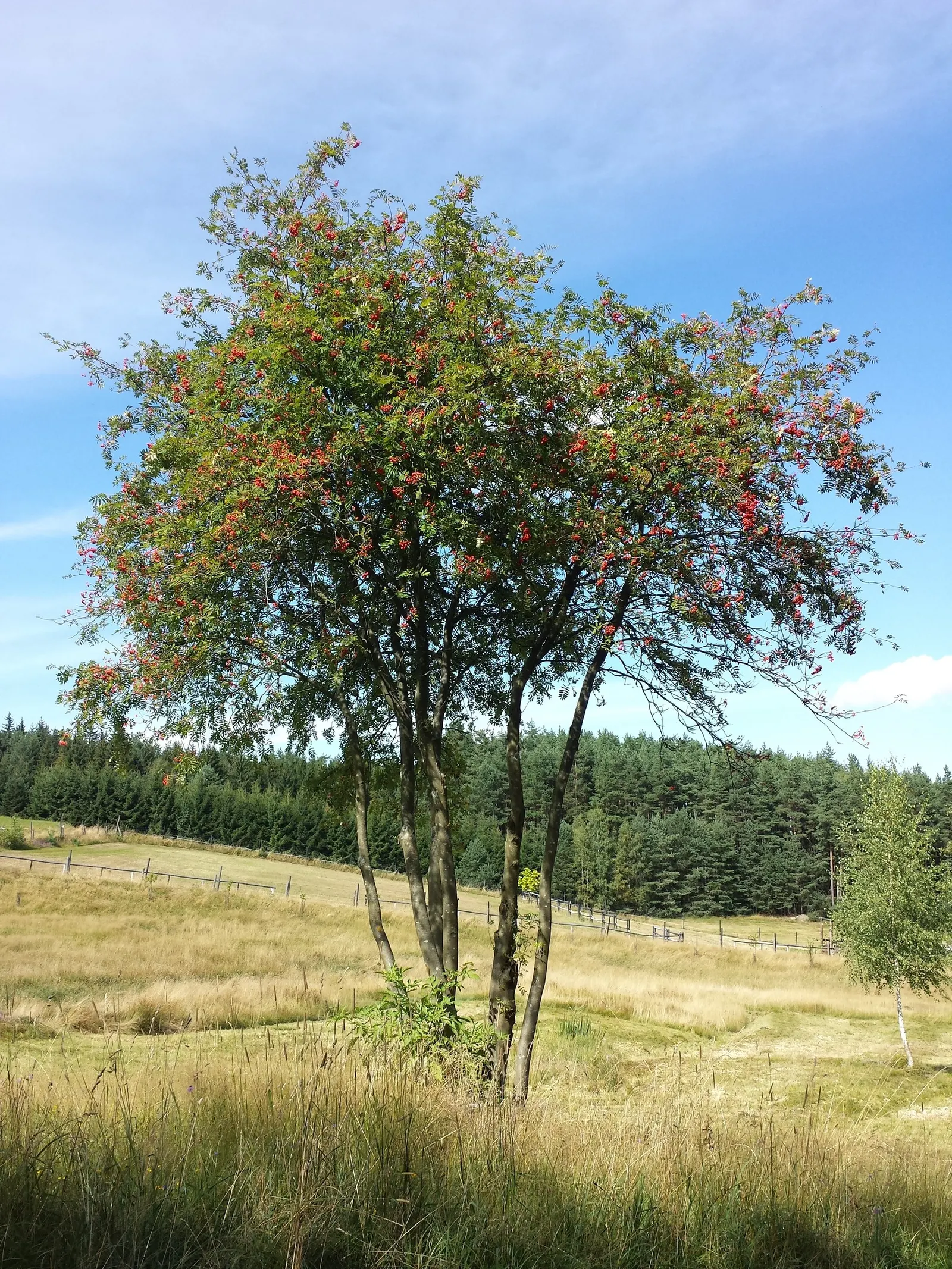 European Mountain Ash (Sorbus Aucuparia) — tree for full or half; it tolerates a range of soil types, from acidic to neutral, and is relatively low, image 140