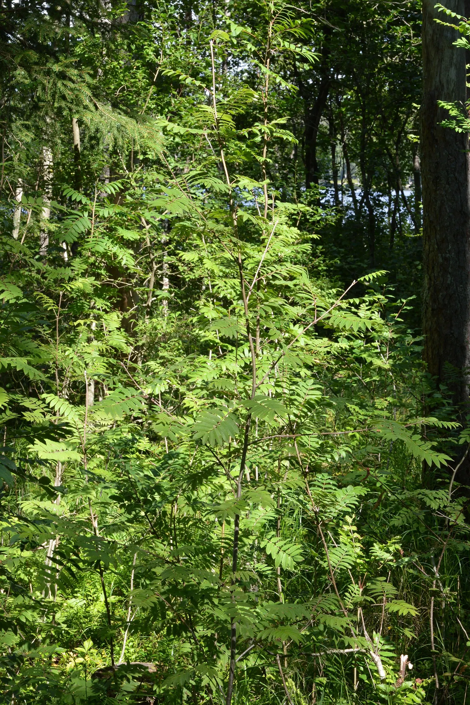 European Mountain Ash (Sorbus Aucuparia) — This deciduous tree typically matures to a height of 20 to 40 feet with a spread of 15 to 25 feet