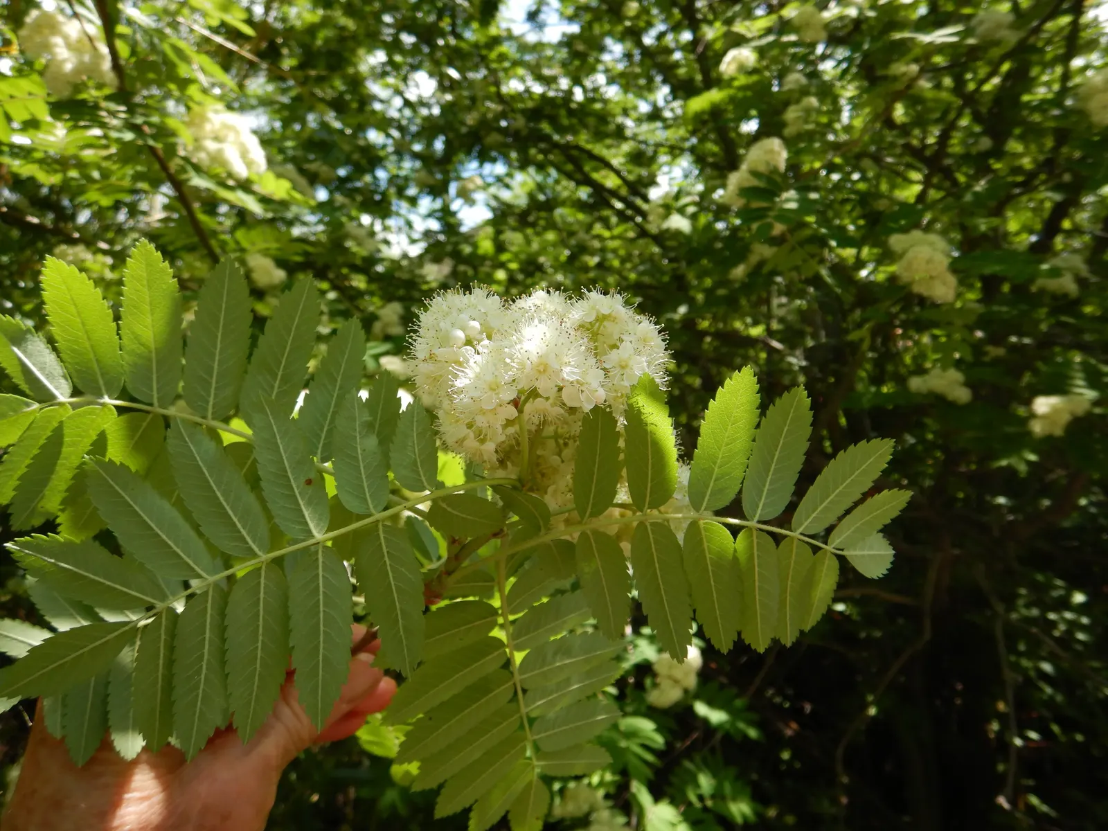 European Mountain Ash (Sorbus Aucuparia) — tree for full or half; it tolerates a range of soil types, from acidic to neutral, and is relatively low, image 80
