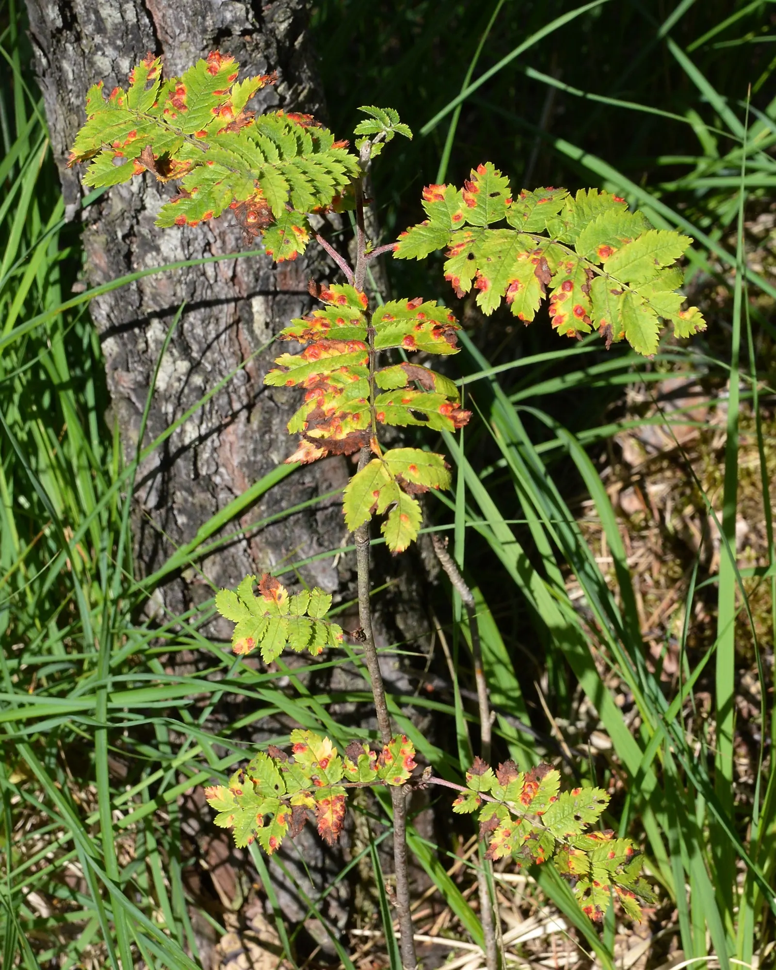 European Mountain Ash (Sorbus Aucuparia) — each approximately 6 inches across; this deciduous tree typically matures to a height of 20 to 40 feet, image 130