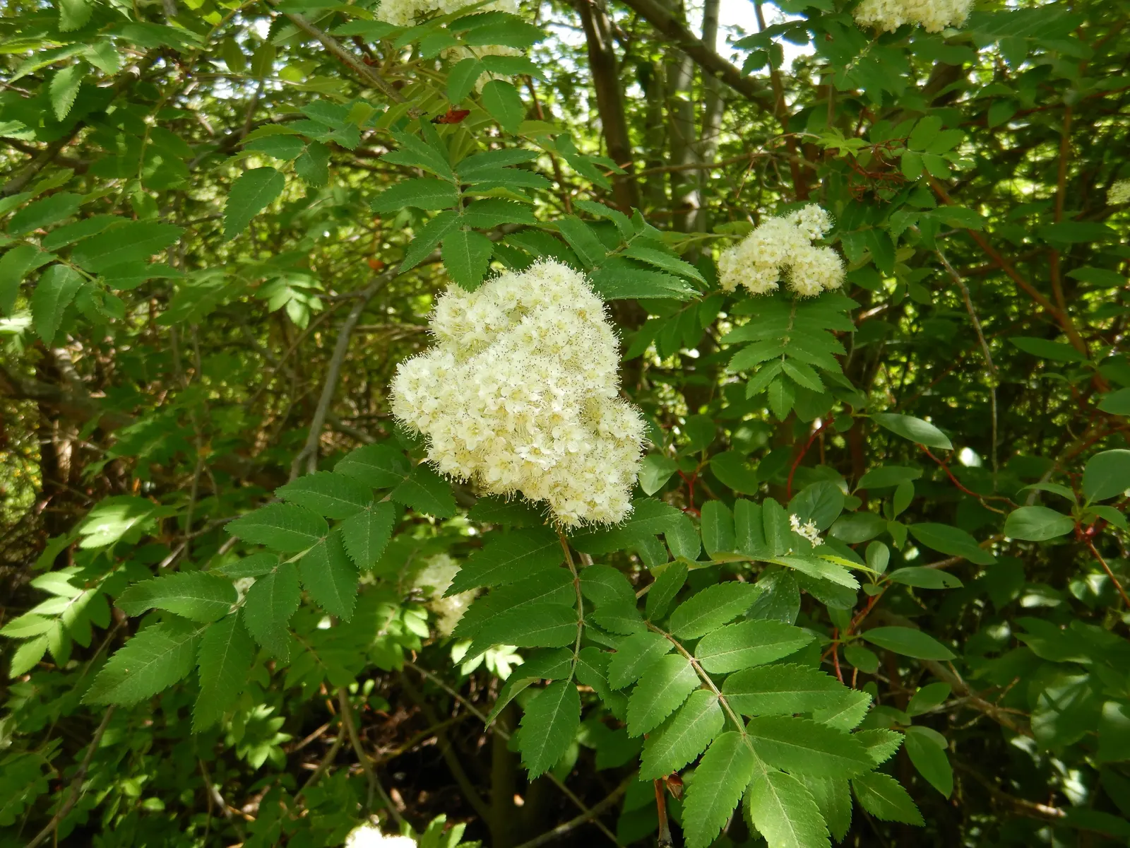 European Mountain Ash (Sorbus Aucuparia) — the foliage transforms into a spectacular display of vibrant oranges and reds; comprising numerous, image 113
