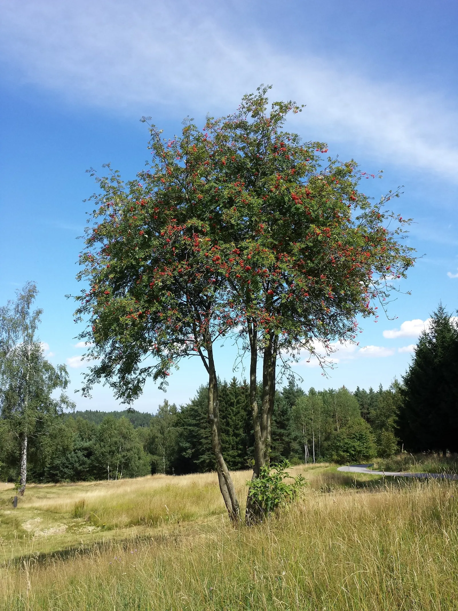 European Mountain Ash (Sorbus Aucuparia) — adding to the garden's ecological vitality.<br><br>Come autumn; is a resilient deciduous tree reaching, image 92