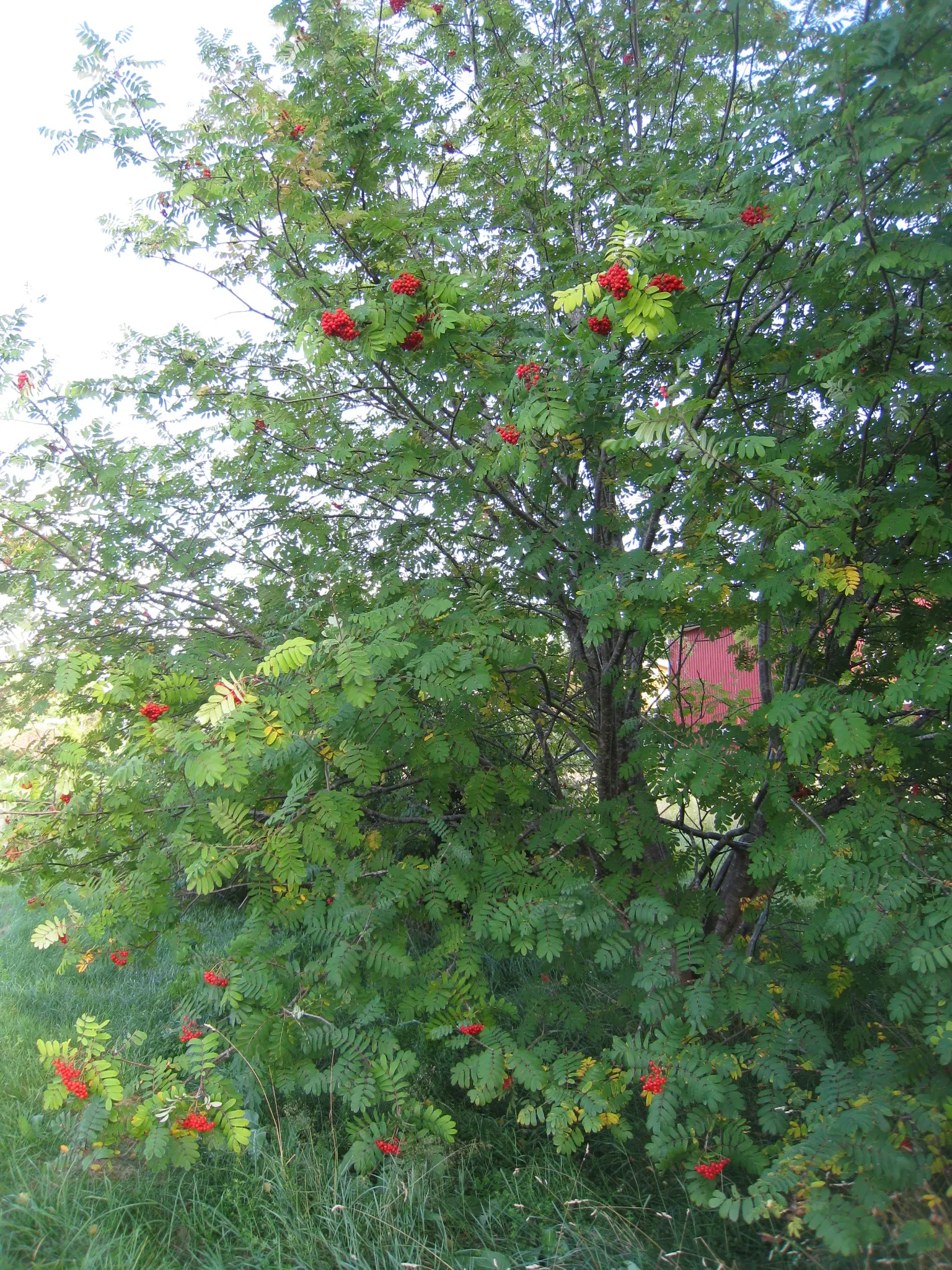 European Mountain Ash (Sorbus Aucuparia) — Its compound leaves turn golden in fall; elegant aesthetic but are also a magnet for pollinators, image 62