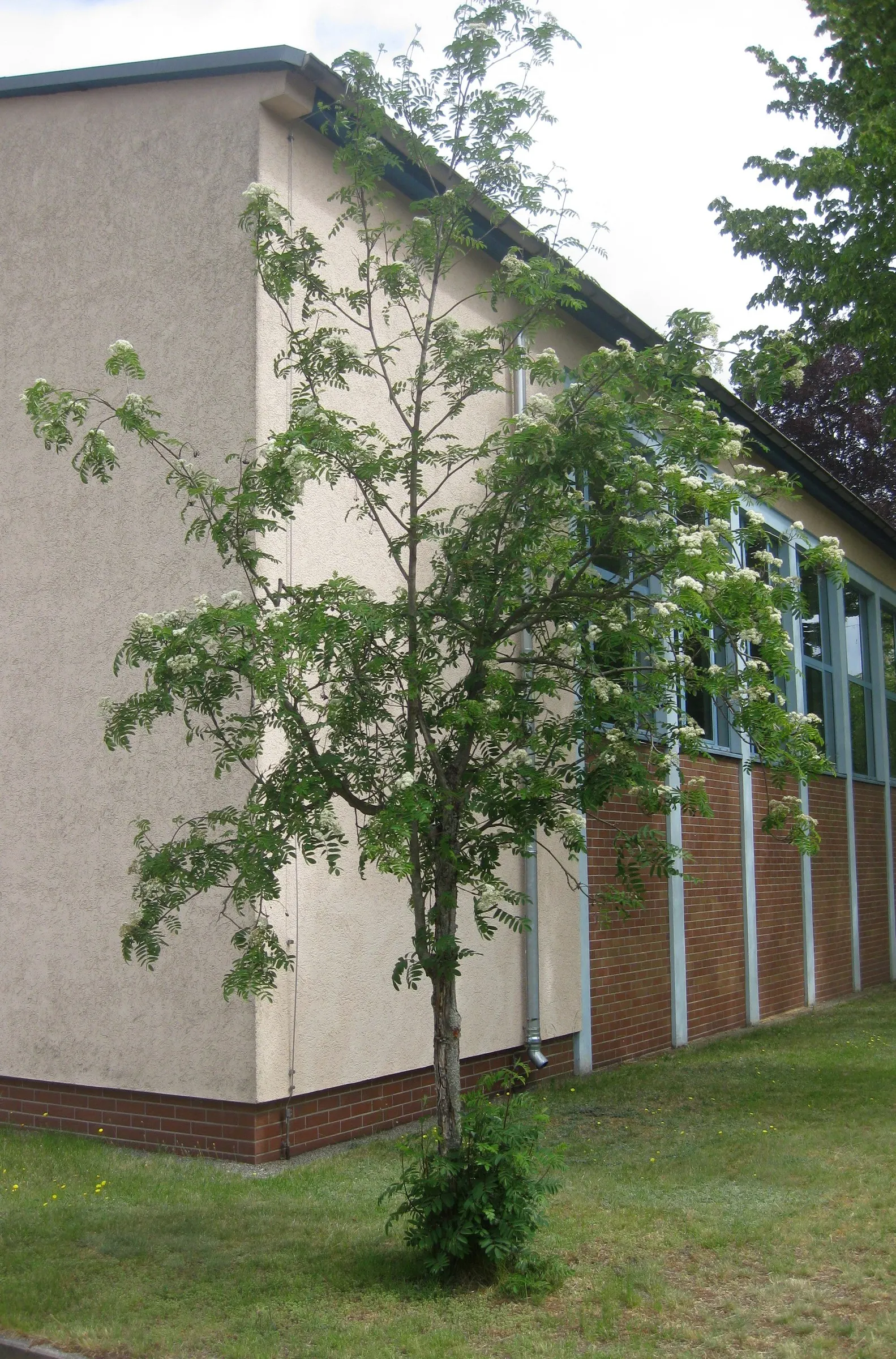 European Mountain Ash (Sorbus Aucuparia) — comprising numerous leaflets that create a fine; the foliage transforms into a spectacular display of, image 68