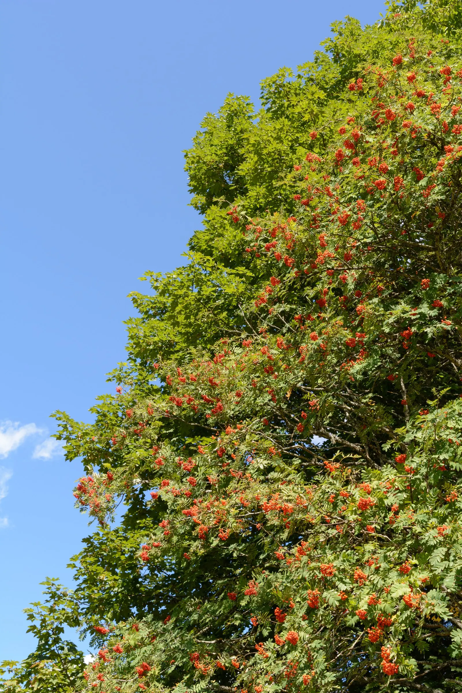 European Mountain Ash (Sorbus Aucuparia) — tree with white blooms; each approximately 6 inches across, image 59