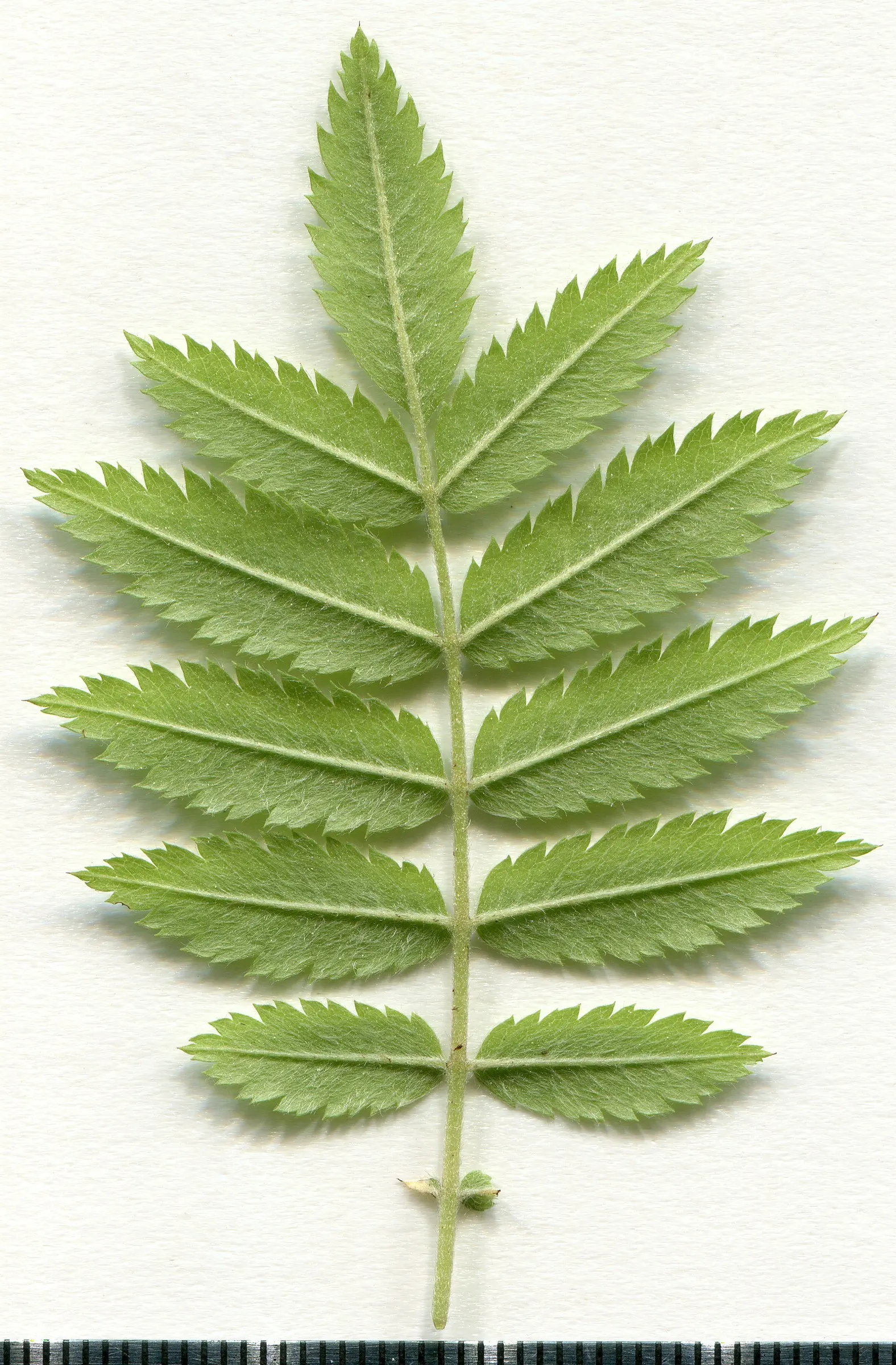European Mountain Ash (Sorbus Aucuparia) — adding to the garden's ecological vitality.<br><br>Come autumn; is a resilient deciduous tree reaching, image 112