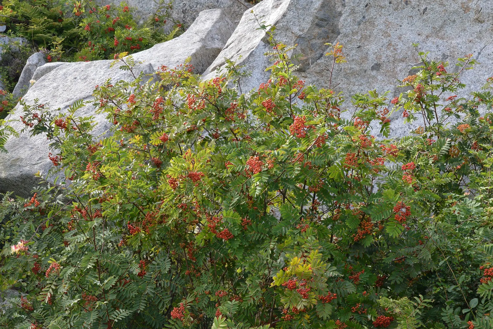 European Mountain Ash (Sorbus Aucuparia) — Its compact size and ornamental qualities make it perfect for small gardens and urban landscapes; adding, image 105