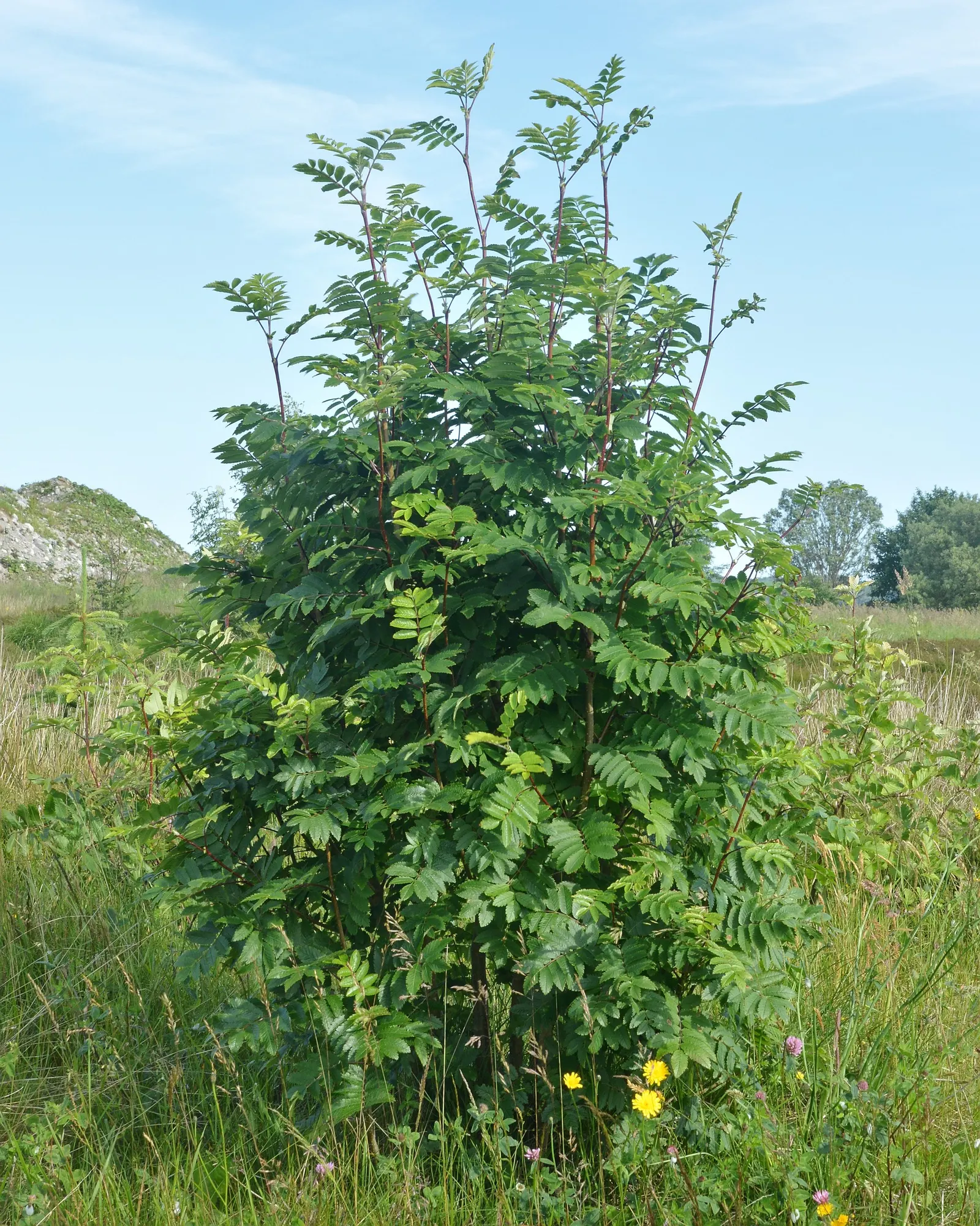 European Mountain Ash (Sorbus Aucuparia) — the tree produces vivid red berries in dense clusters; its compound leaves turn golden in fall, image 95