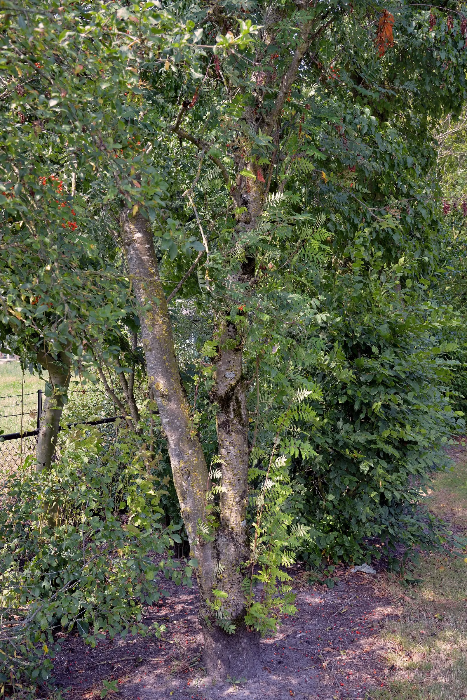 European Mountain Ash (Sorbus Aucuparia) — commonly graces landscapes with its stately presence and striking seasonal transformations; tree with, image 106