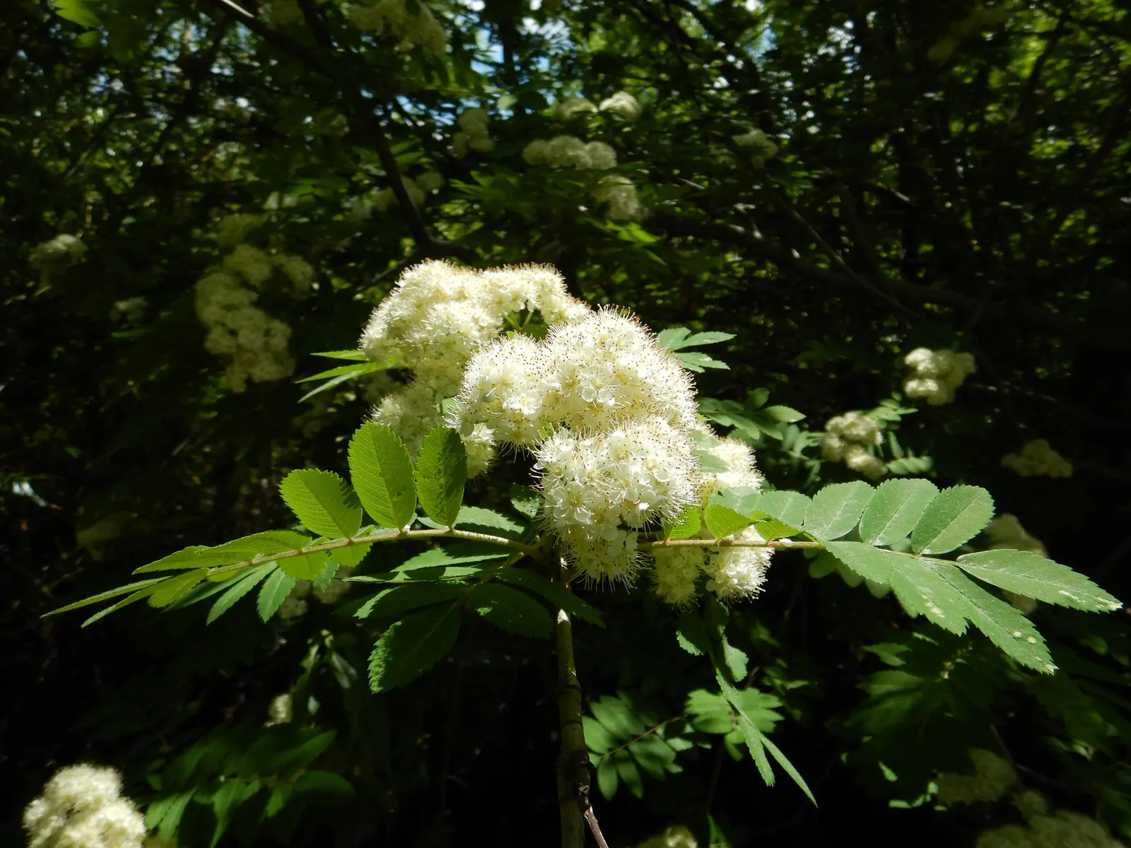 European Mountain Ash (Sorbus Aucuparia) — elegant aesthetic but are also a magnet for pollinators; a trait highly coveted by designers for, image 131