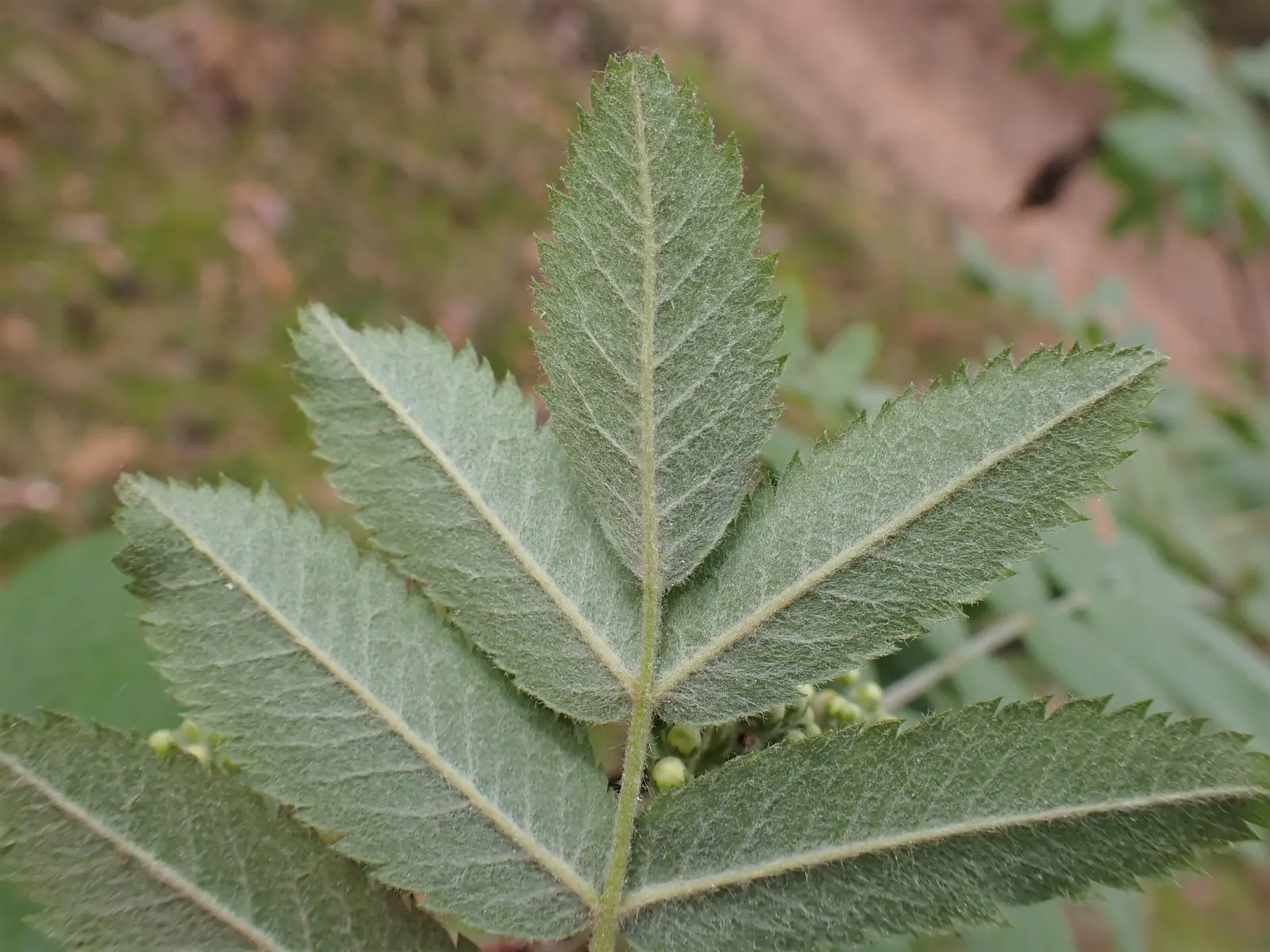 European Mountain Ash (Sorbus Aucuparia) — Ideal for zones 3-6, it thrives in well-drained soils and full sun to partial shade; its compact size, image 124