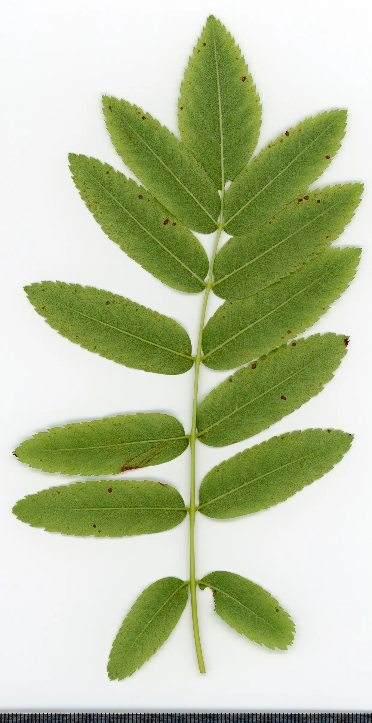 European Mountain Ash (Sorbus Aucuparia) — This deciduous tree typically matures to a height of 20 to 40 feet with a spread of 15 to 25 feet, image 127