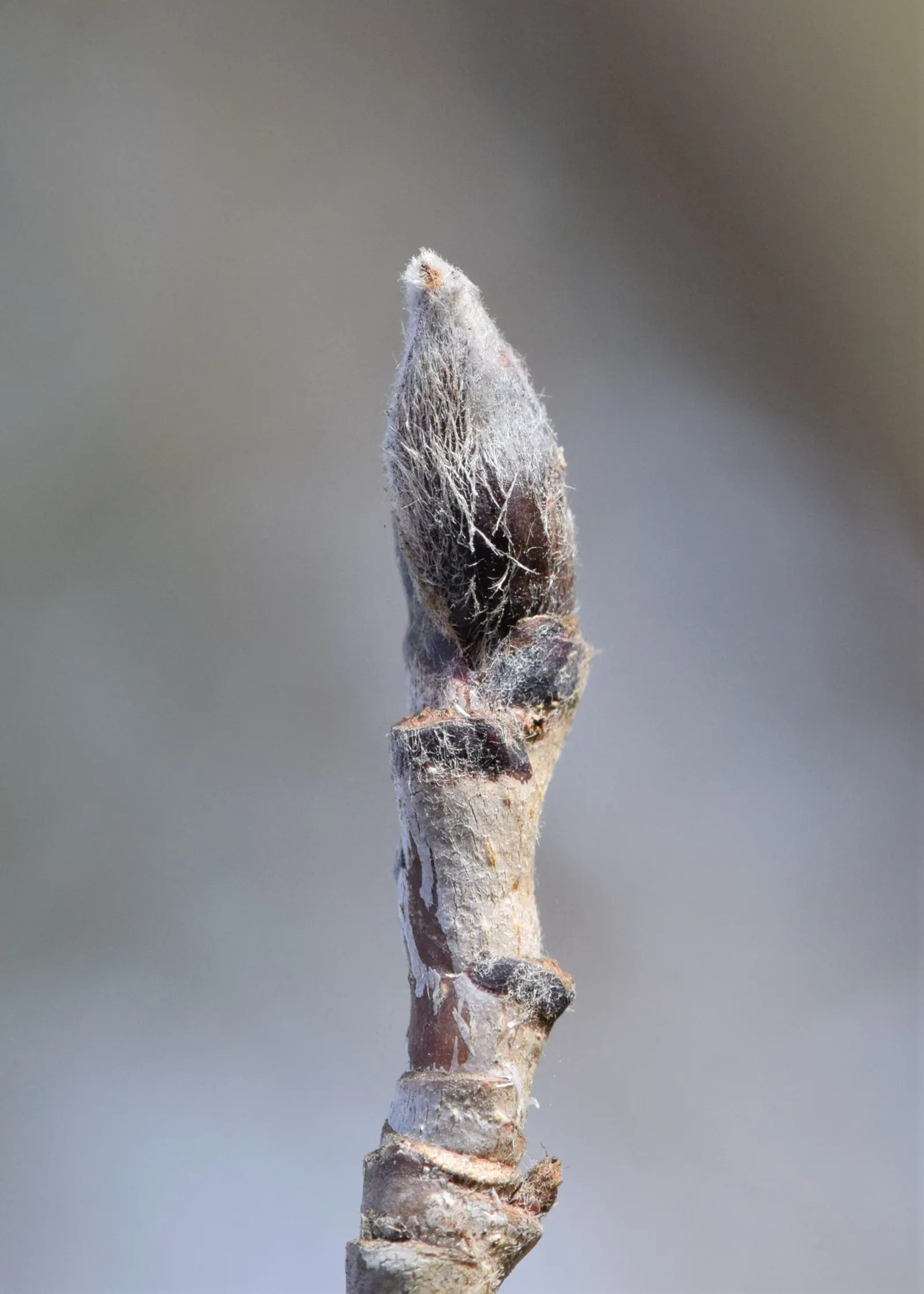 European Mountain Ash (Sorbus Aucuparia) — which persist into winter; the Mountain Ash announces the season's arrival with abundant clusters of, image 96