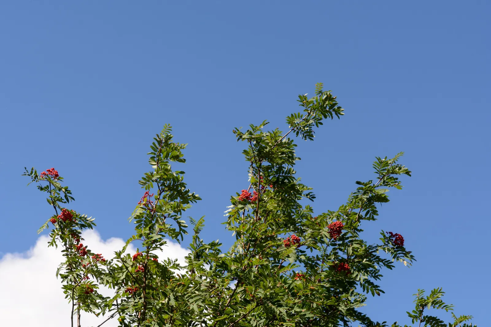 European Mountain Ash (Sorbus Aucuparia) — elegant aesthetic but are also a magnet for pollinators; a trait highly coveted by designers for, image 51