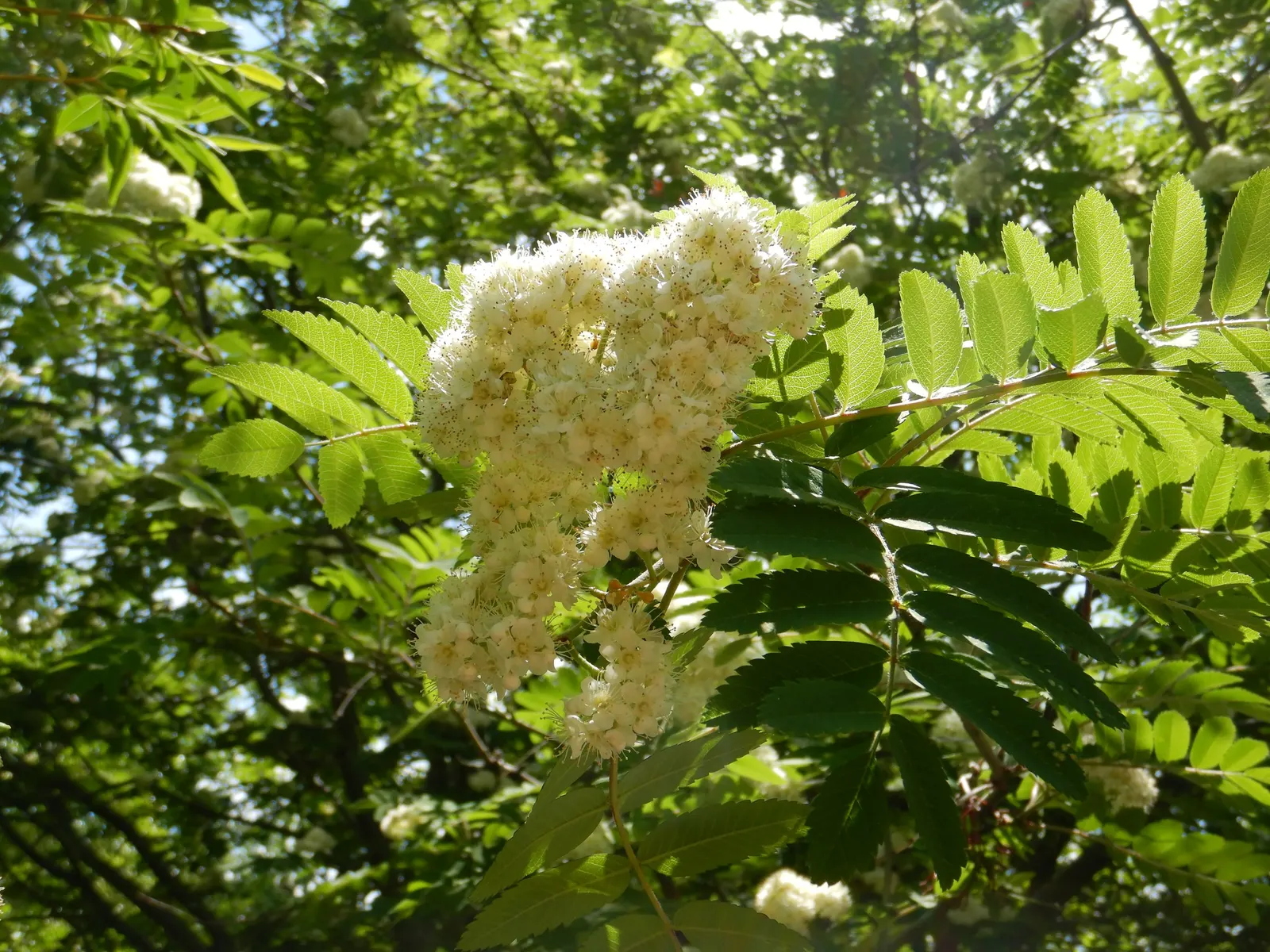 European Mountain Ash (Sorbus Aucuparia) — tree with white blooms; each approximately 6 inches across