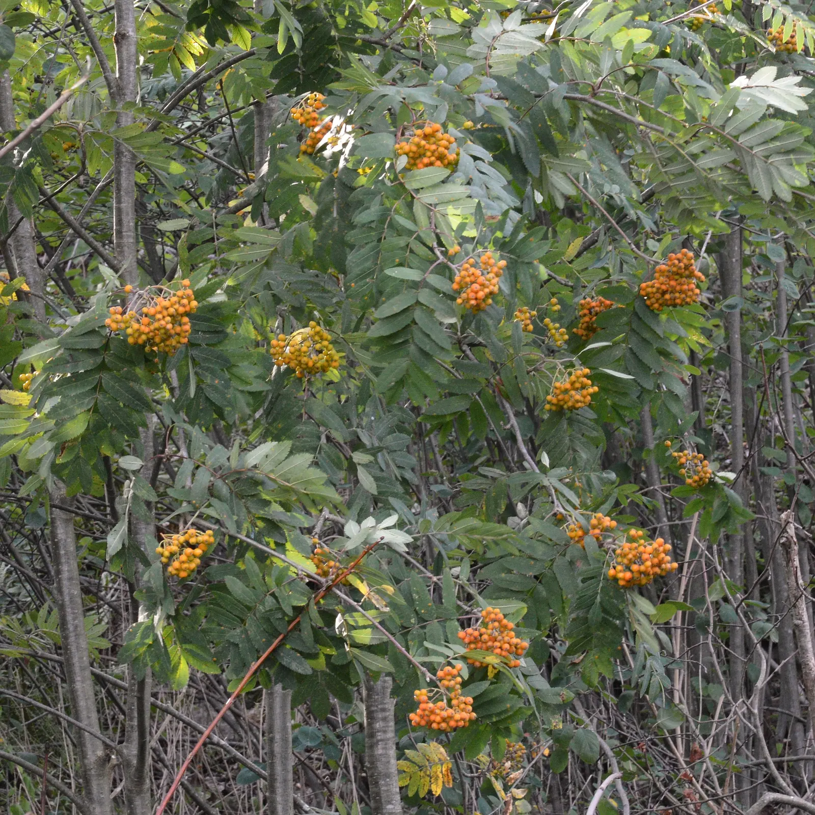 European Mountain Ash (Sorbus Aucuparia) — commonly graces landscapes with its stately presence and striking seasonal transformations; tree with, image 46