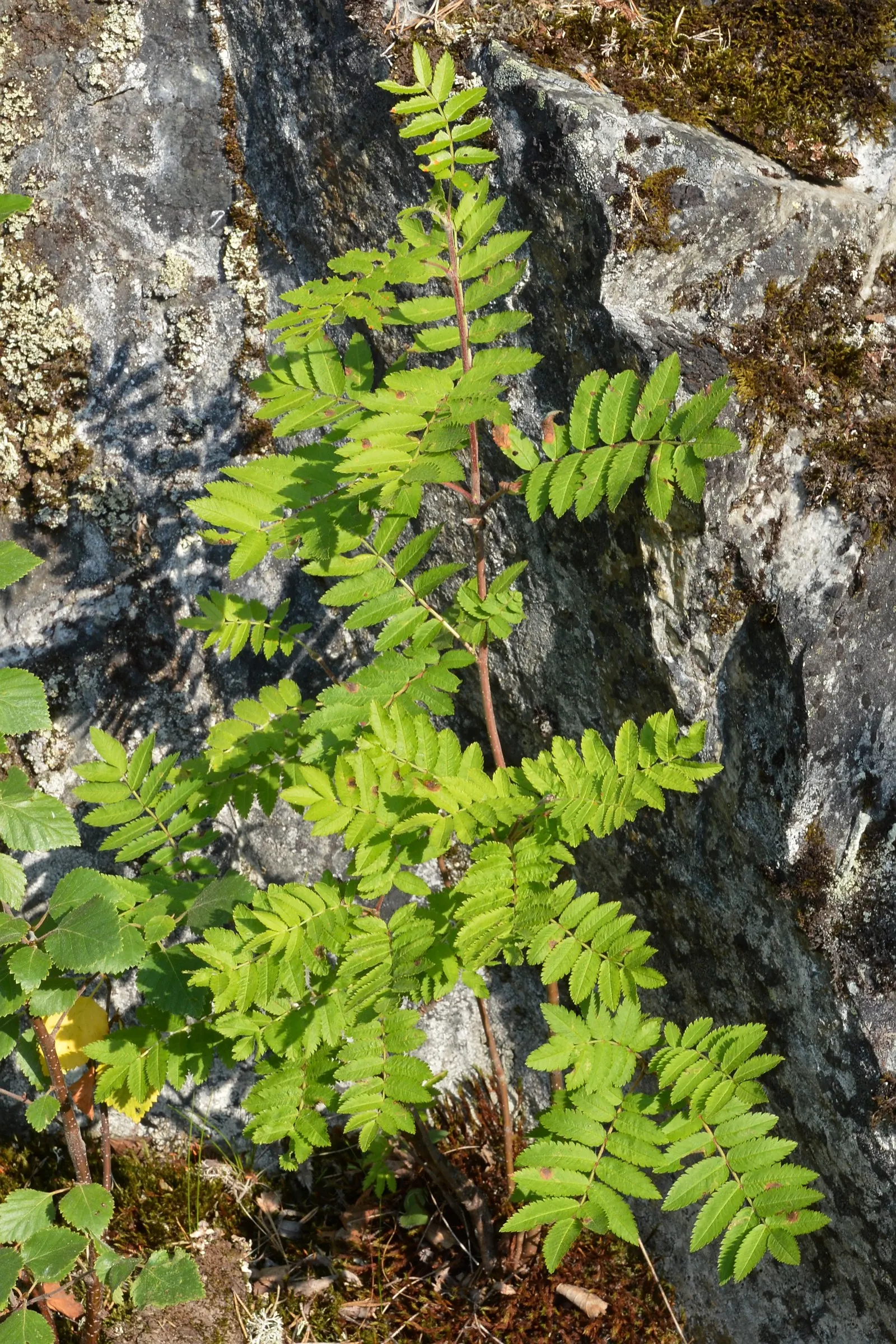 European Mountain Ash (Sorbus Aucuparia) — is a resilient deciduous tree reaching heights of 30-40 ft; ideal for zones 3-6, it thrives in, image 121
