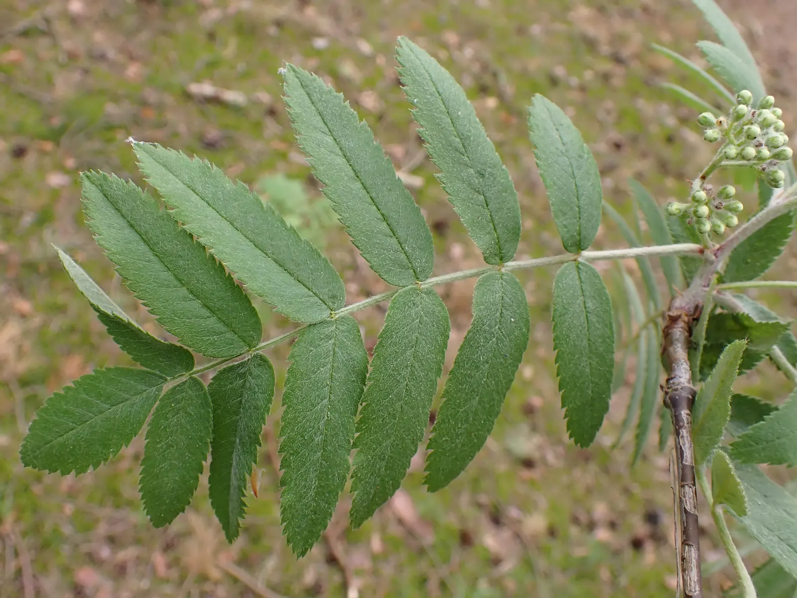 European Mountain Ash (Sorbus Aucuparia) — a trait highly coveted by designers for seasonal color