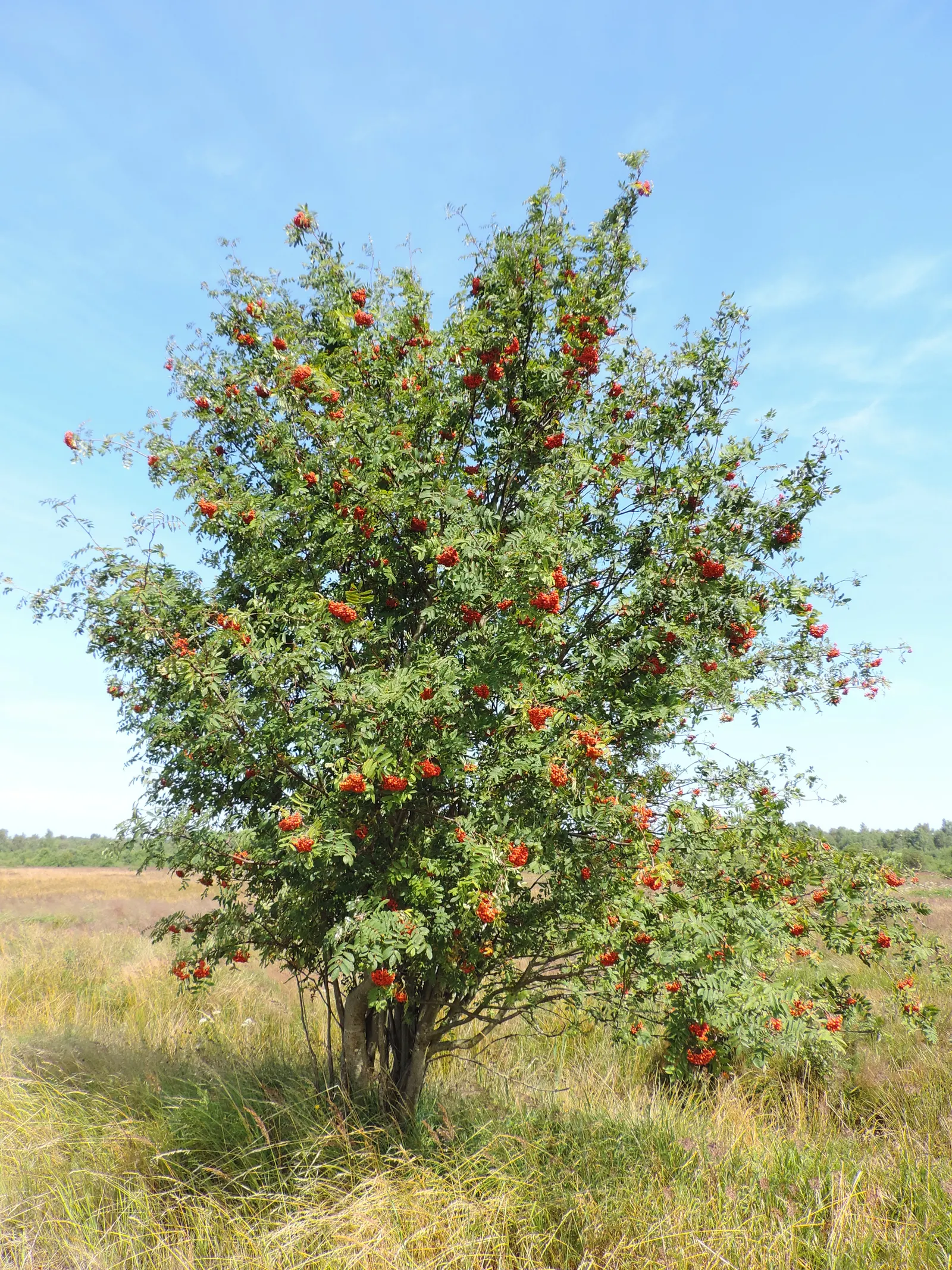 European Mountain Ash (Sorbus Aucuparia) — adding to the garden's ecological vitality.<br><br>Come autumn; is a resilient deciduous tree reaching, image 52