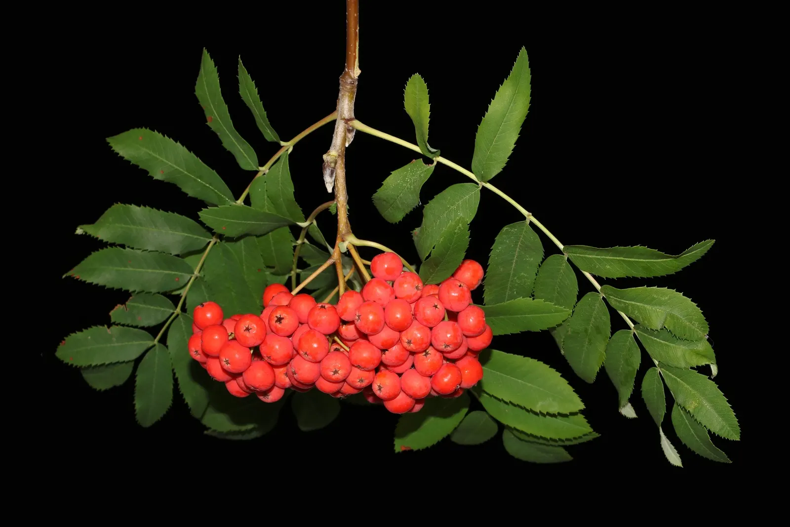 European Mountain Ash (Sorbus Aucuparia) — complementing clusters of bright orange-red berries that attract wildlife; white flowers in the garden, image 83