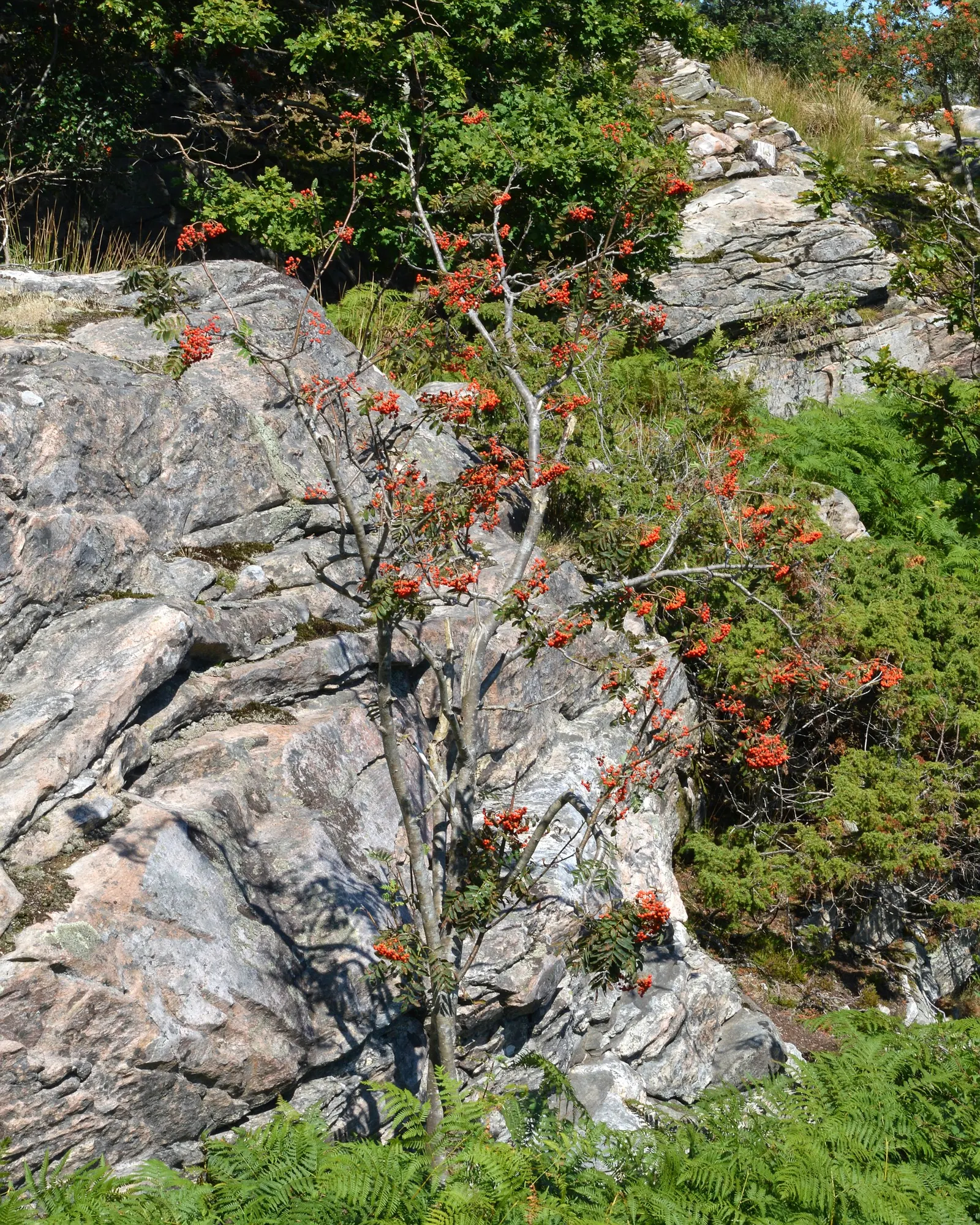 European Mountain Ash (Sorbus Aucuparia) — the Mountain Ash announces the season's arrival with abundant clusters of creamy white flowers