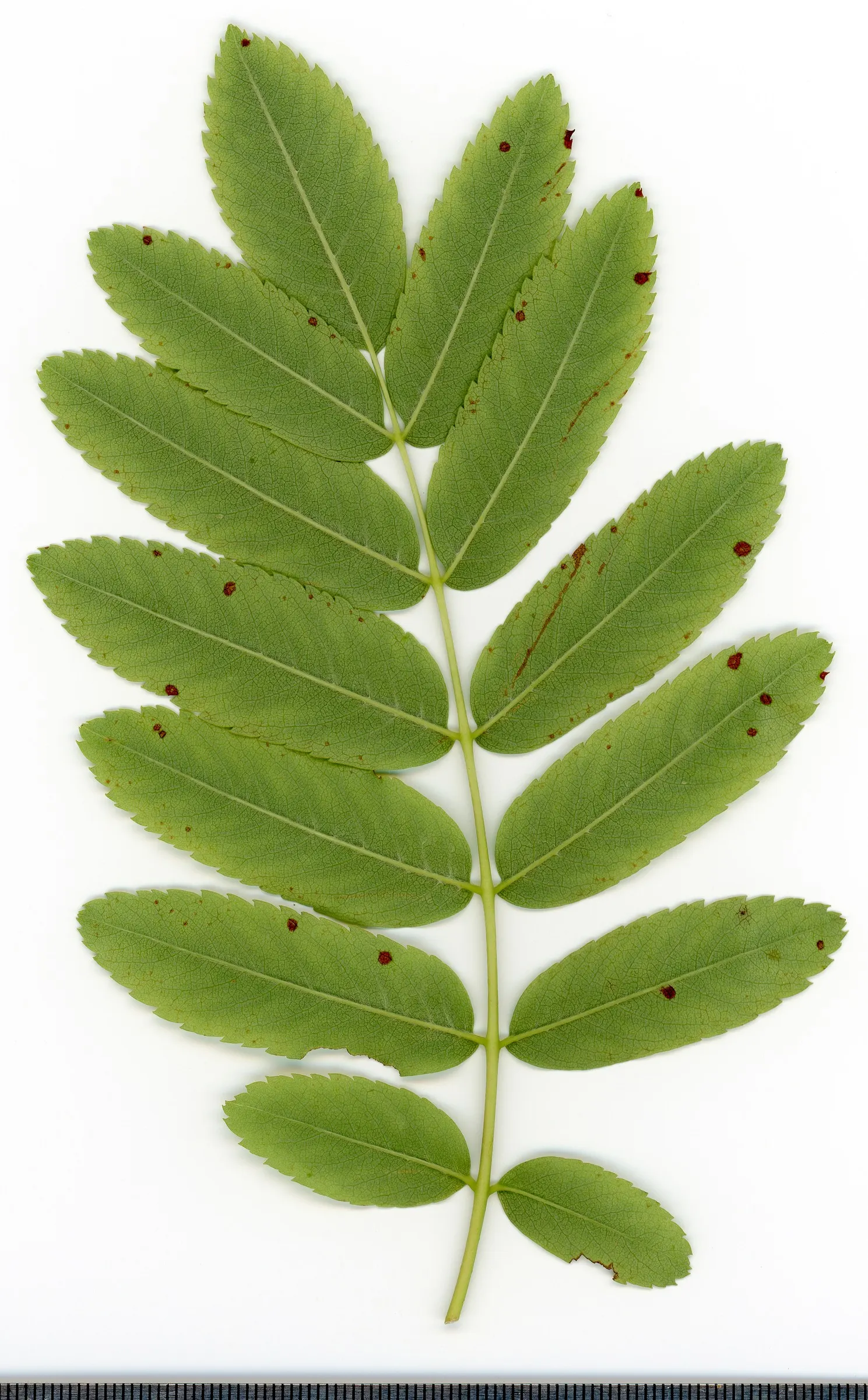 European Mountain Ash (Sorbus Aucuparia) — This deciduous tree typically matures to a height of 20 to 40 feet with a spread of 15 to 25 feet; commonly graces