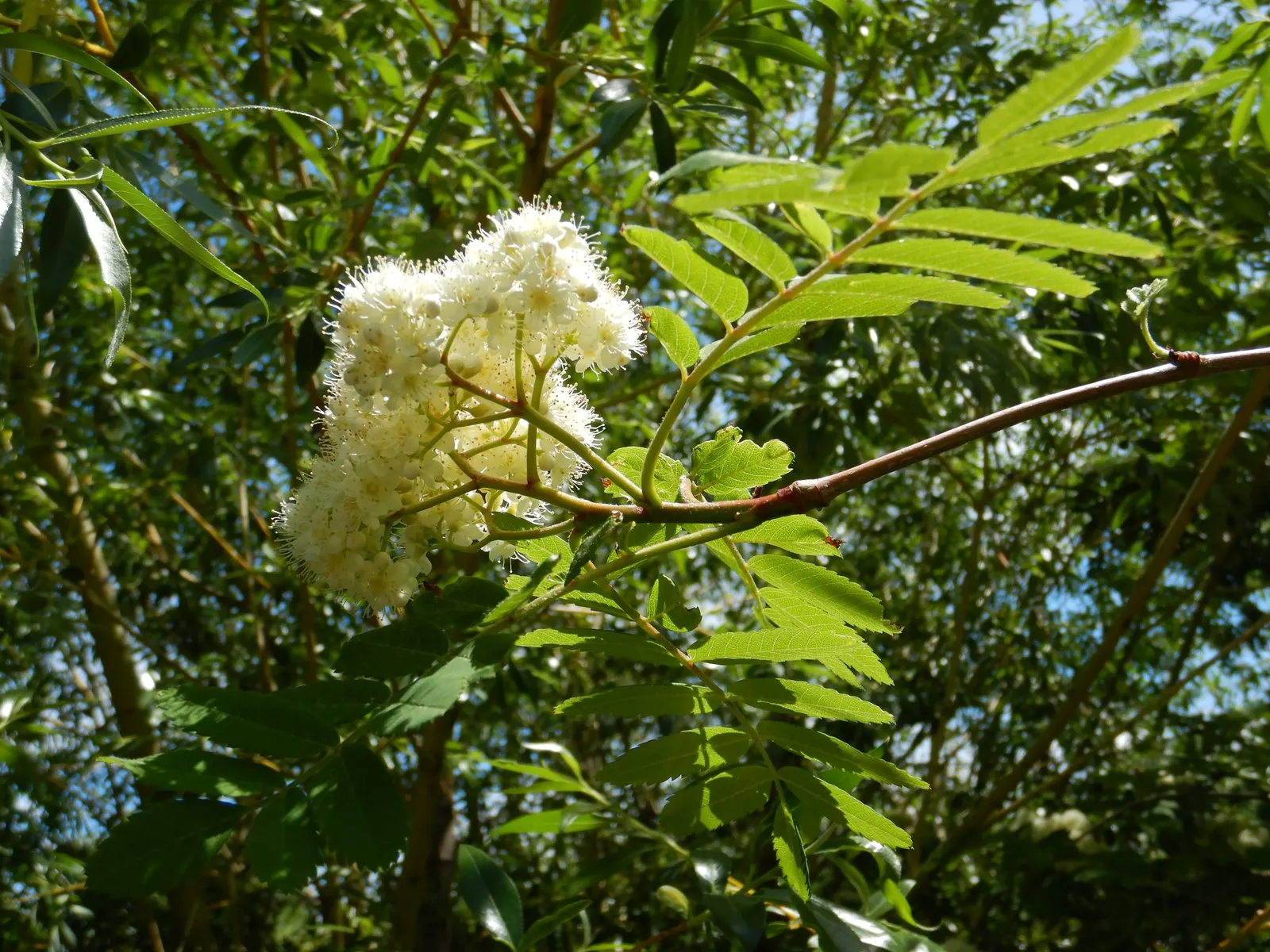 European Mountain Ash (Sorbus Aucuparia) — each approximately 6 inches across; this deciduous tree typically matures to a height of 20 to 40 feet with a spread
